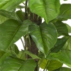Thumbnail image 2 of 4.