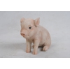 Image miniature 3 de 5.