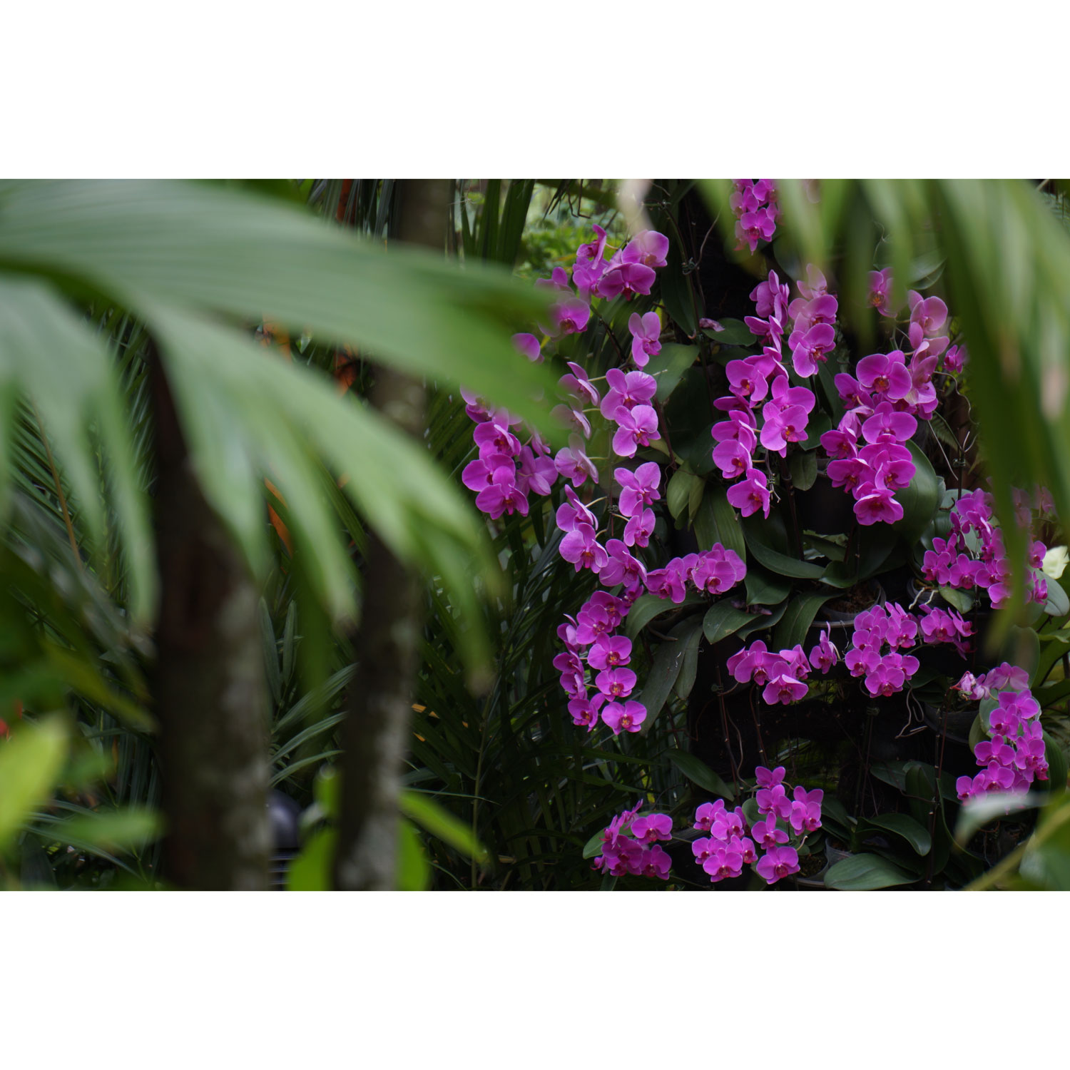 Sony E-Mount APS-C 55–210mm f/4.5-6.3 OSS 3.8x Telephoto Zoom Lens - Black