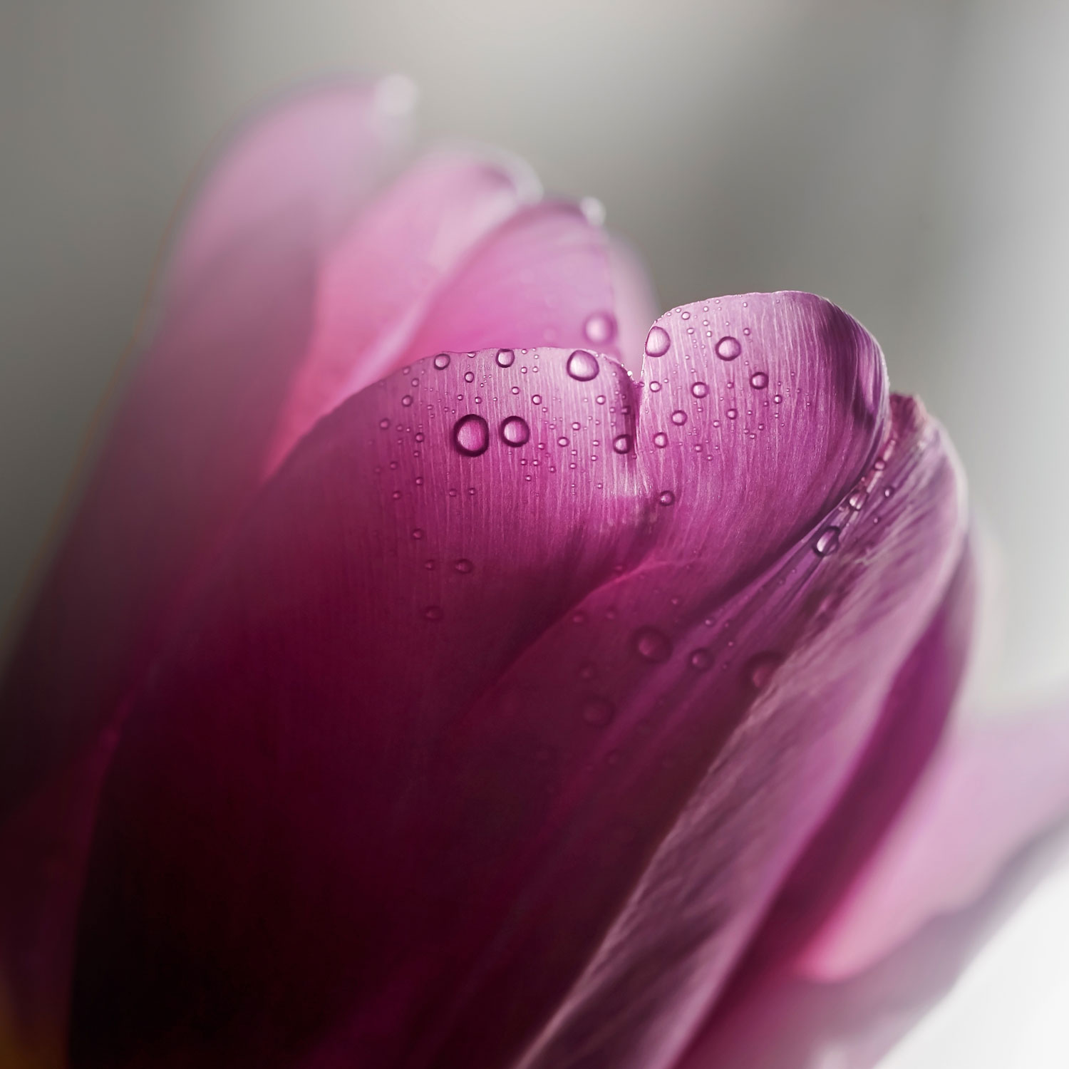 Sony E-Mount Full-Frame FE 90mm f/2.8 Telephoto Close-Up Macro OSS G Lens