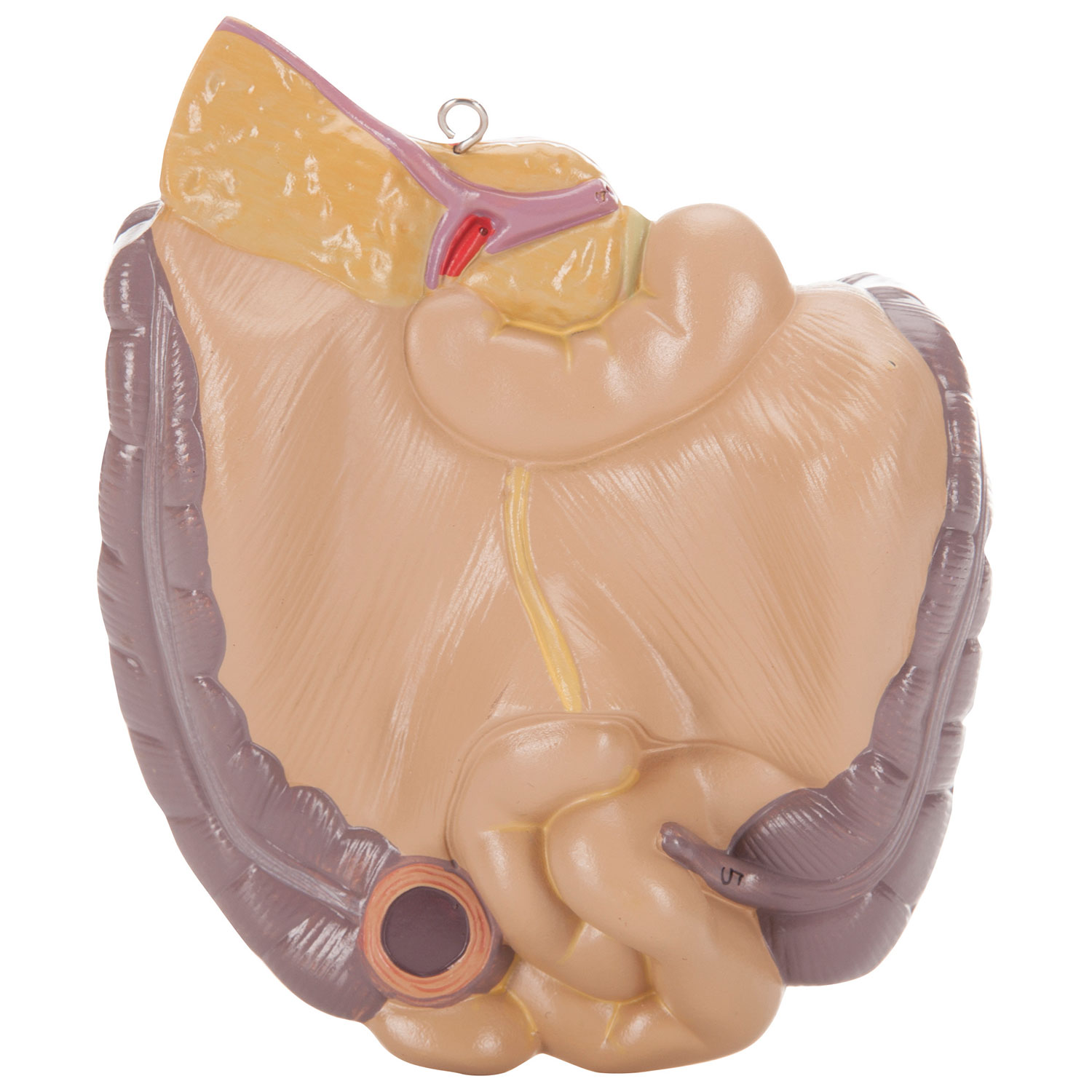 Torse humain asexué de Walter Products