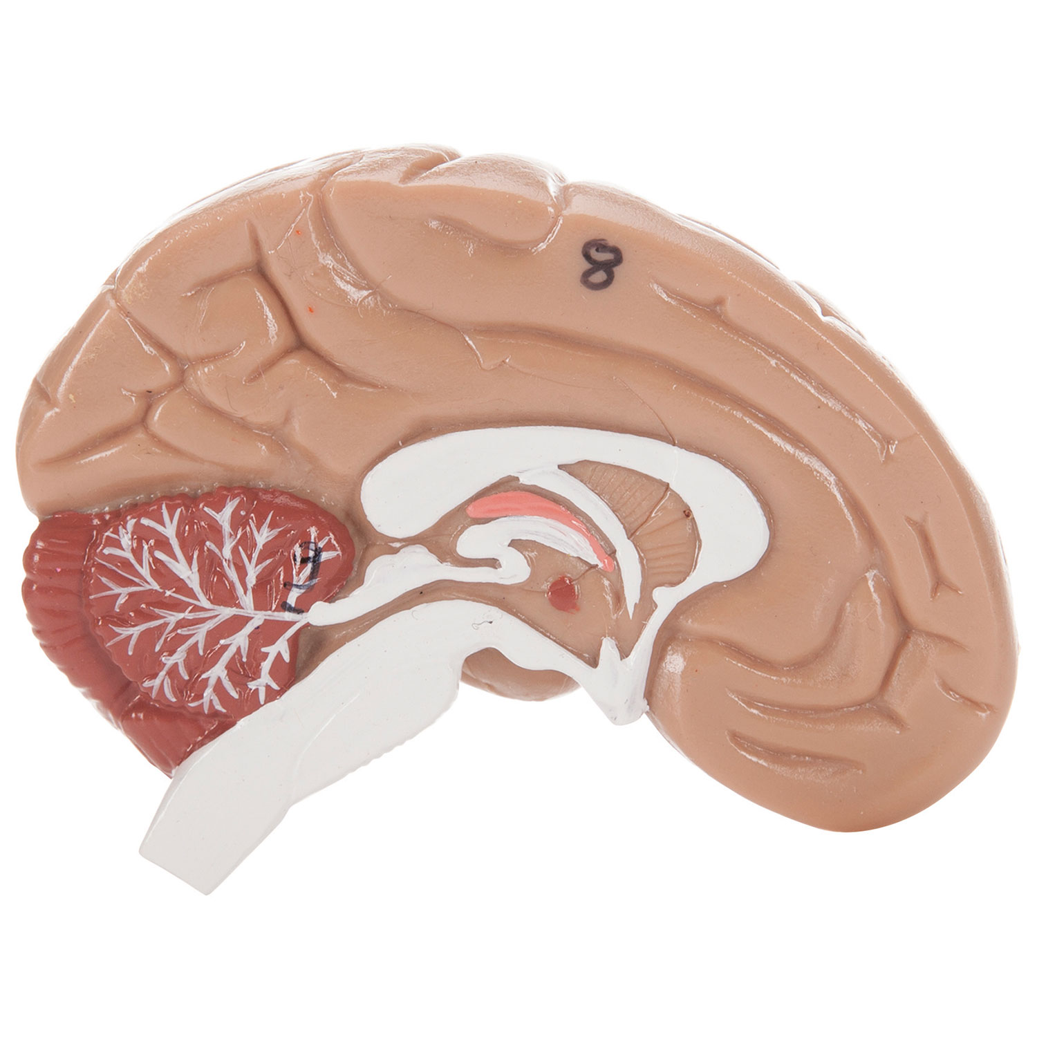 Torse humain asexué de Walter Products