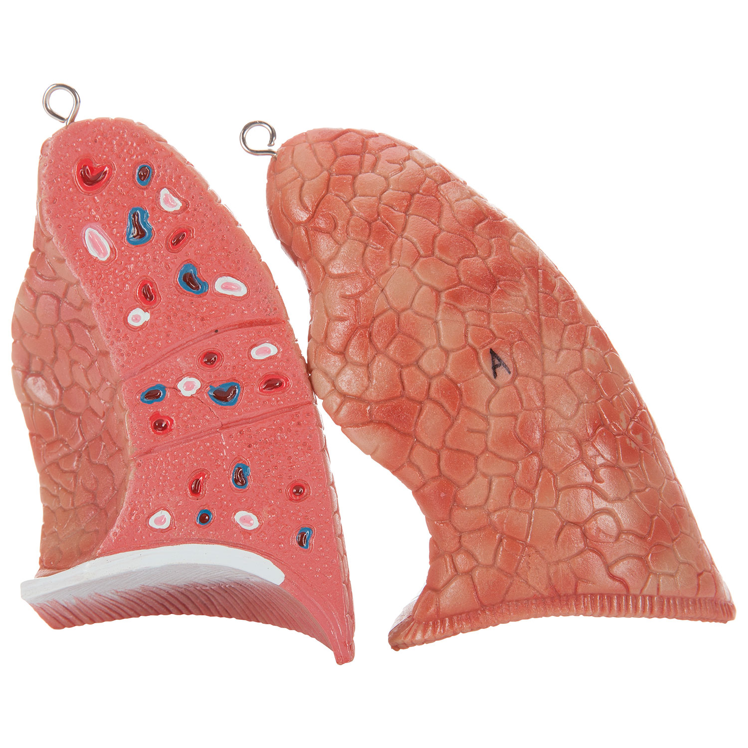 Torse humain asexué de Walter Products