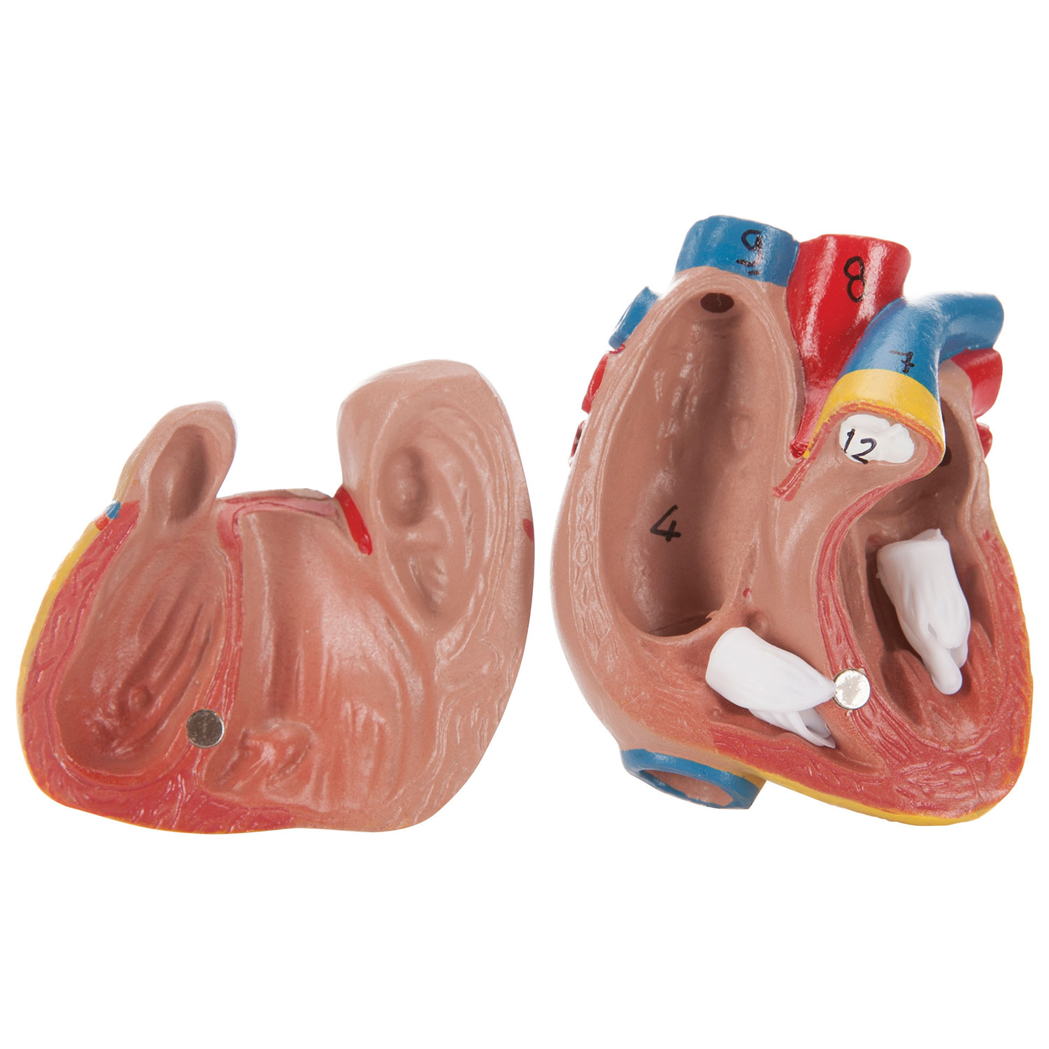 Torse humain asexué de Walter Products