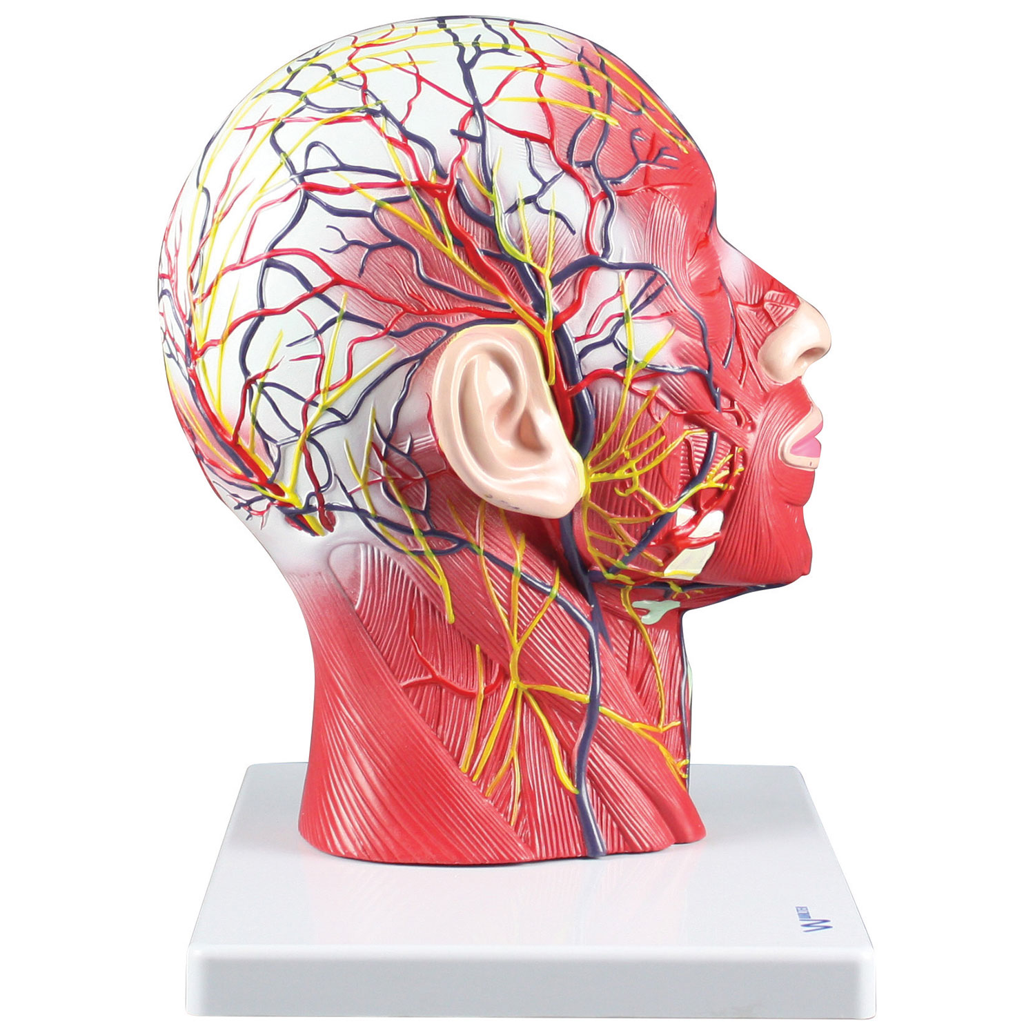 Modèle de demi-tête et de cou avec musculature de Walter Products