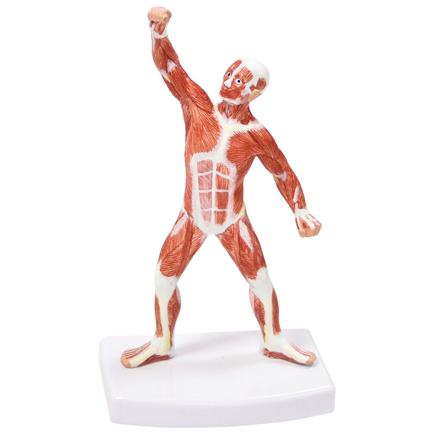 Figurine musculaire de 20 cm de Walter Products