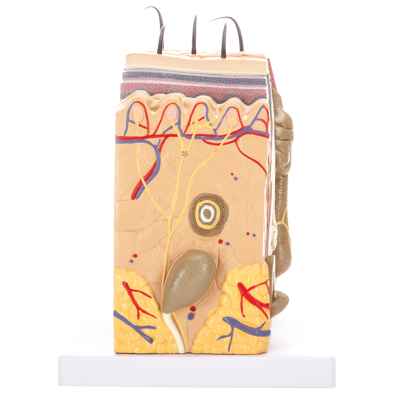 Modèle de peau humaine de Walter Products