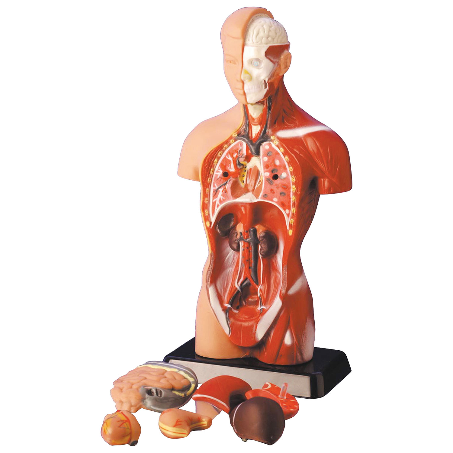 Modèle de torse humain asexué de Walter Products