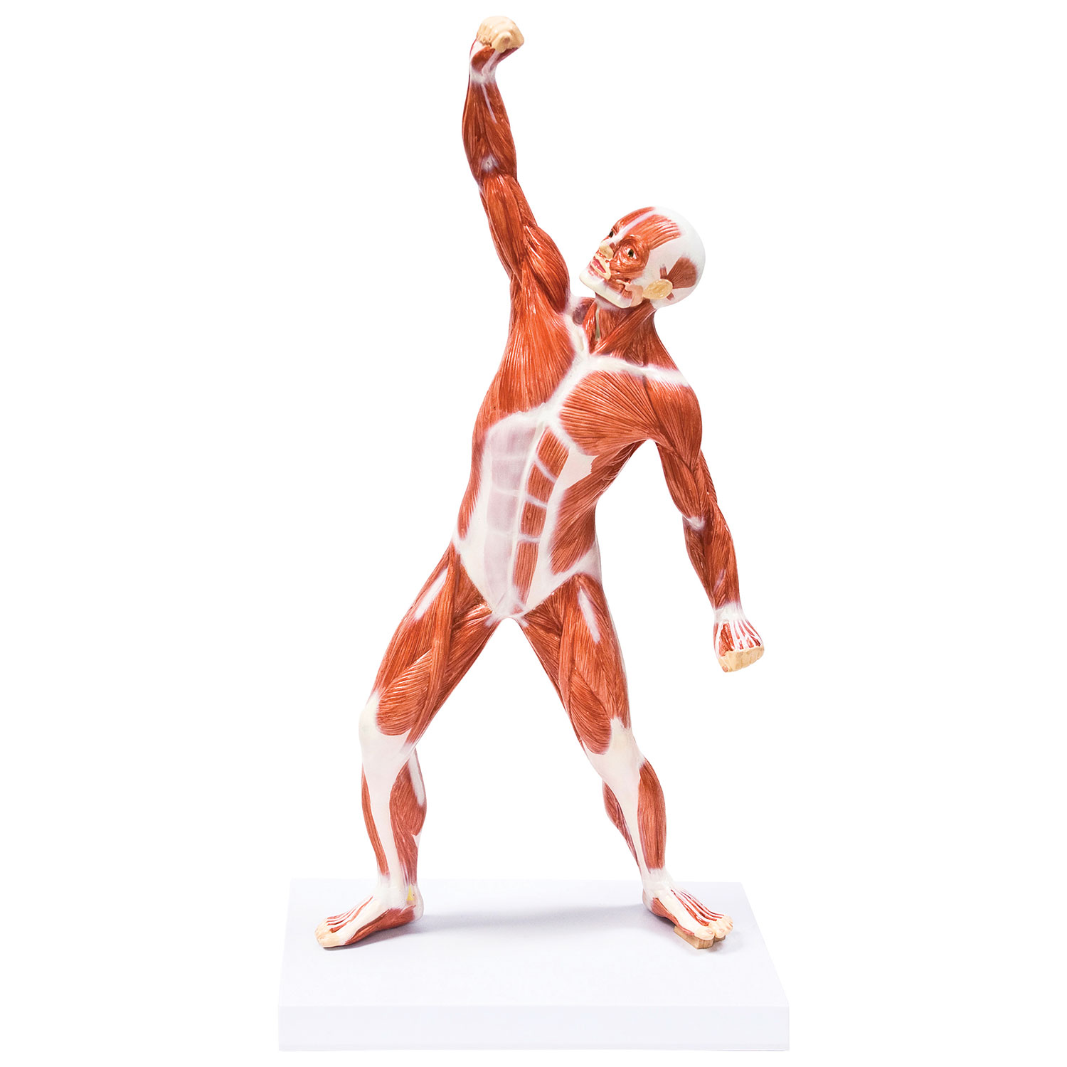 Figurine musculaire de 50 cm de Walter Products