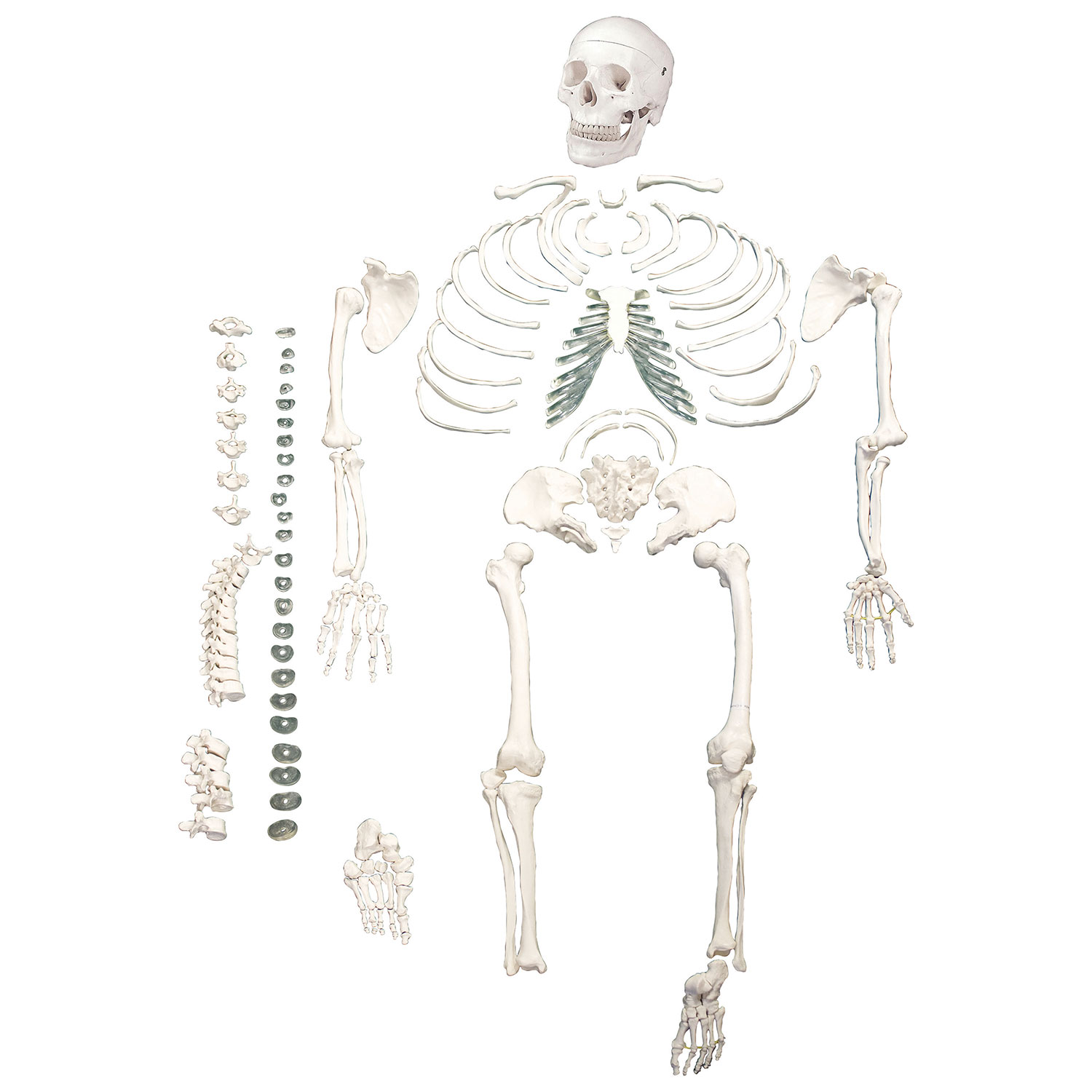 Modèle de squelette humain désarticulé pleine grandeur de Walter Products
