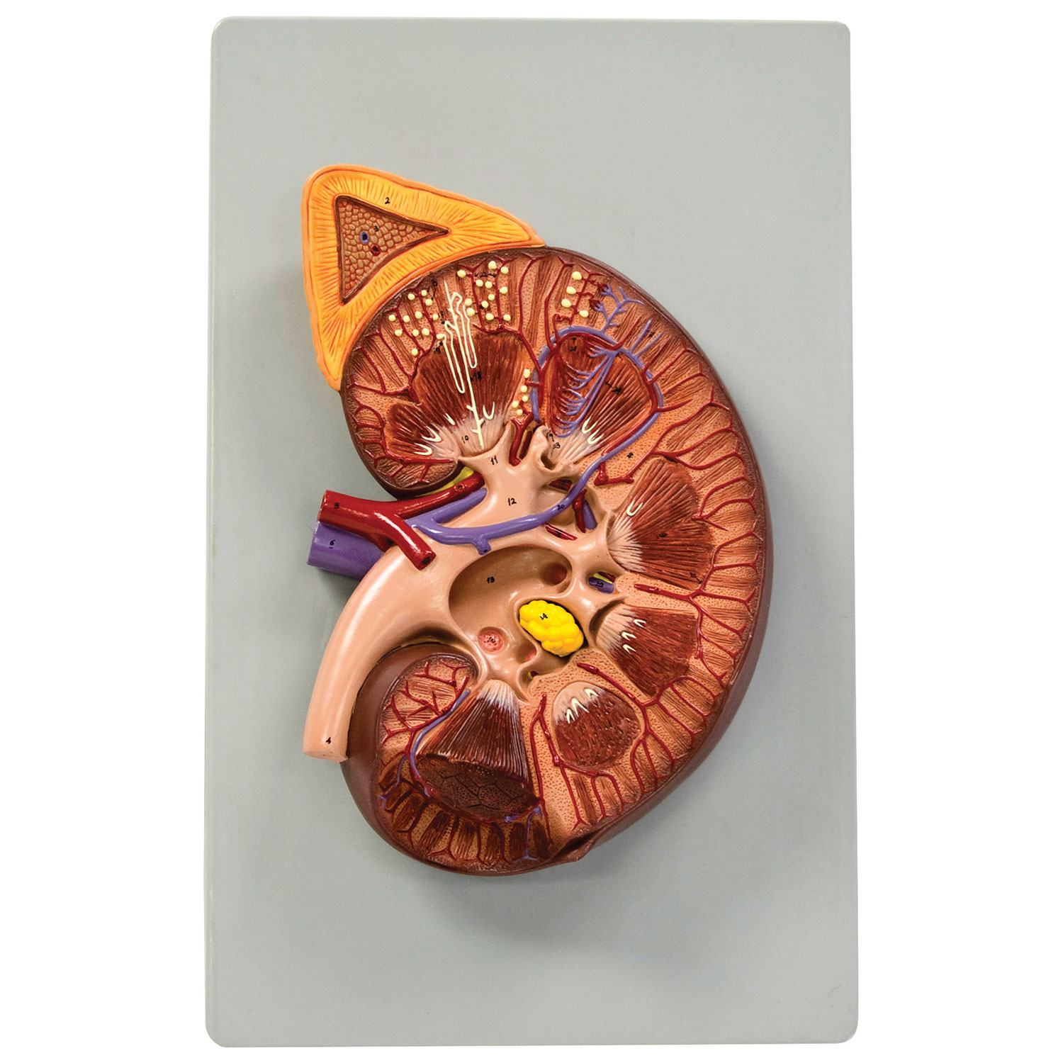 Reproduction de rein humain de luxe grossi 3 fois de Walter Products