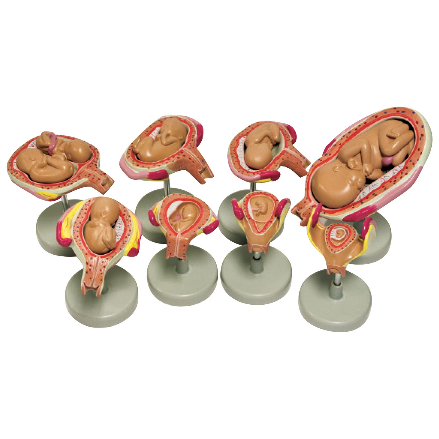 Modèle de développement du foetus de Walter Products