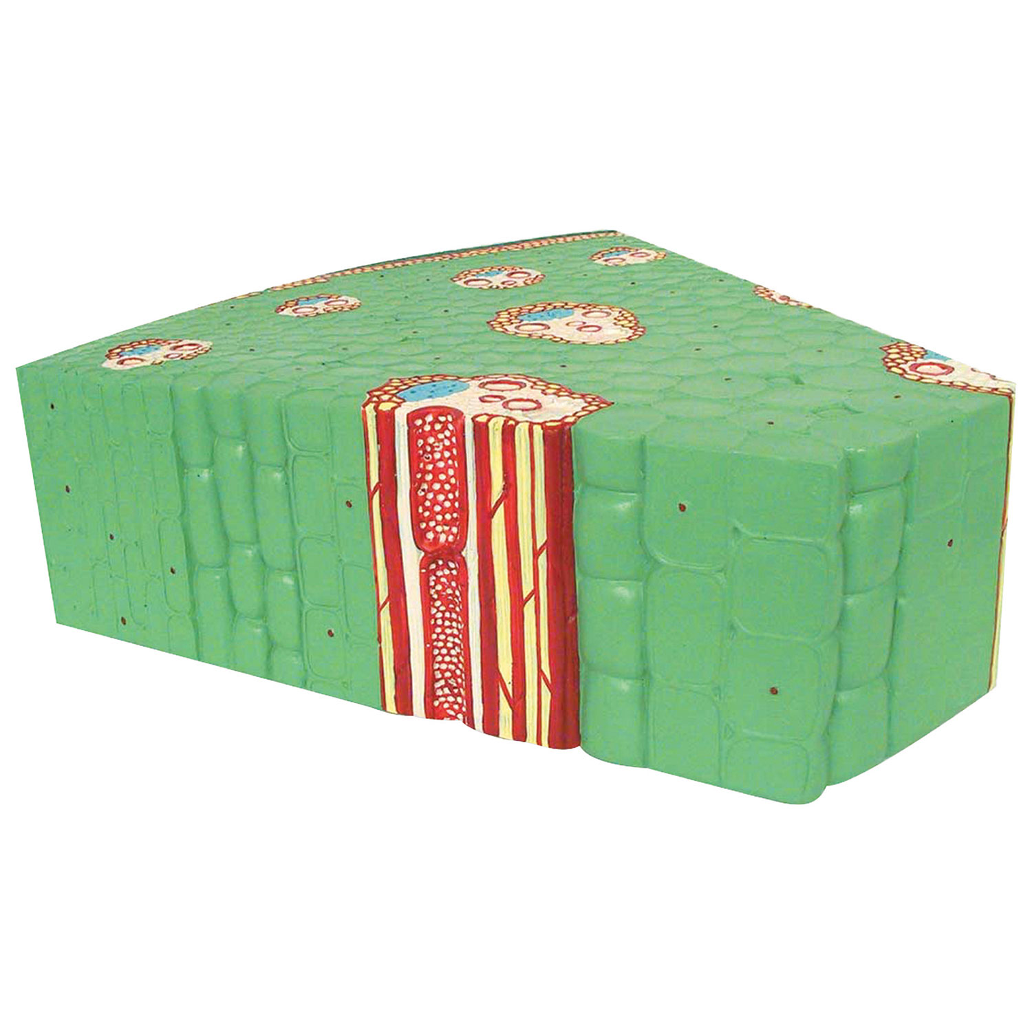 Modèle de tige monocotylédone de Walter Products