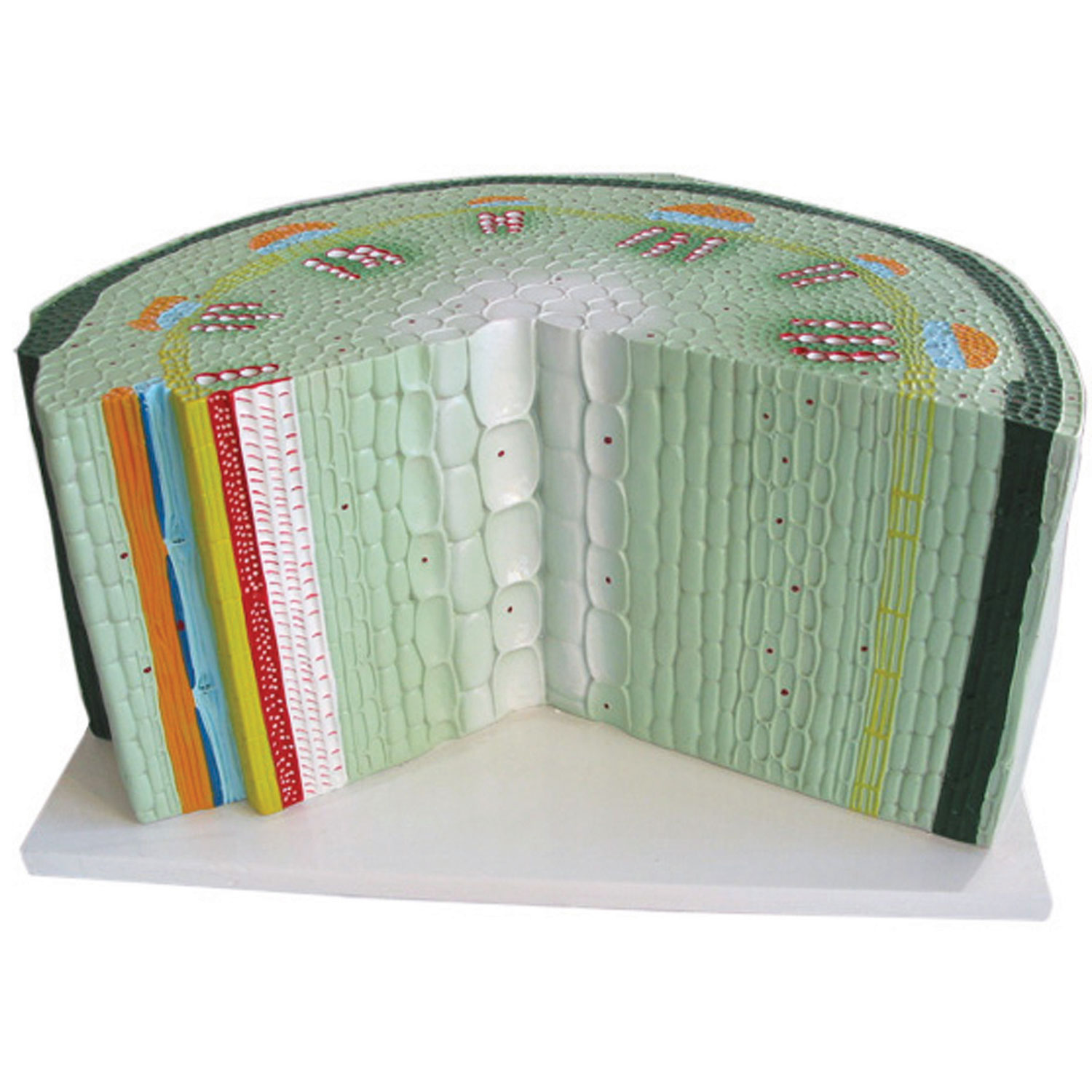 Modèle de tige dicotylédone de Walter Products