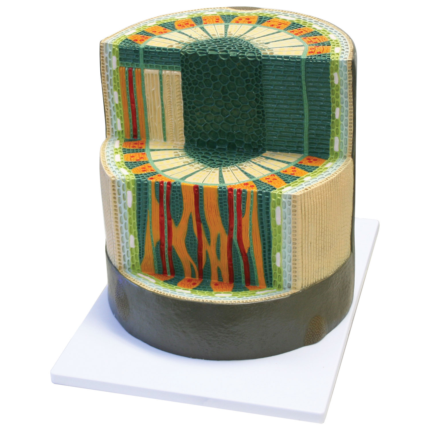 Modèle de tige de dicotylédone de Walter Products