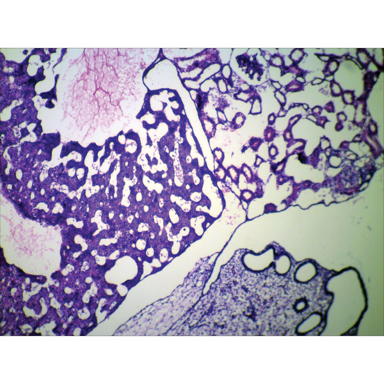 Ensemble de lames préparées sur la reproduction des mammifères de Walter Products - 15 pièces