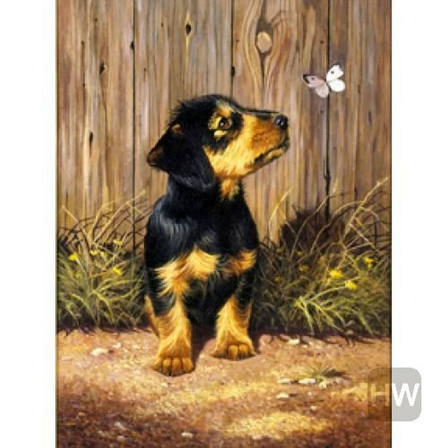 ROYAL - PBN Daschund Puppy