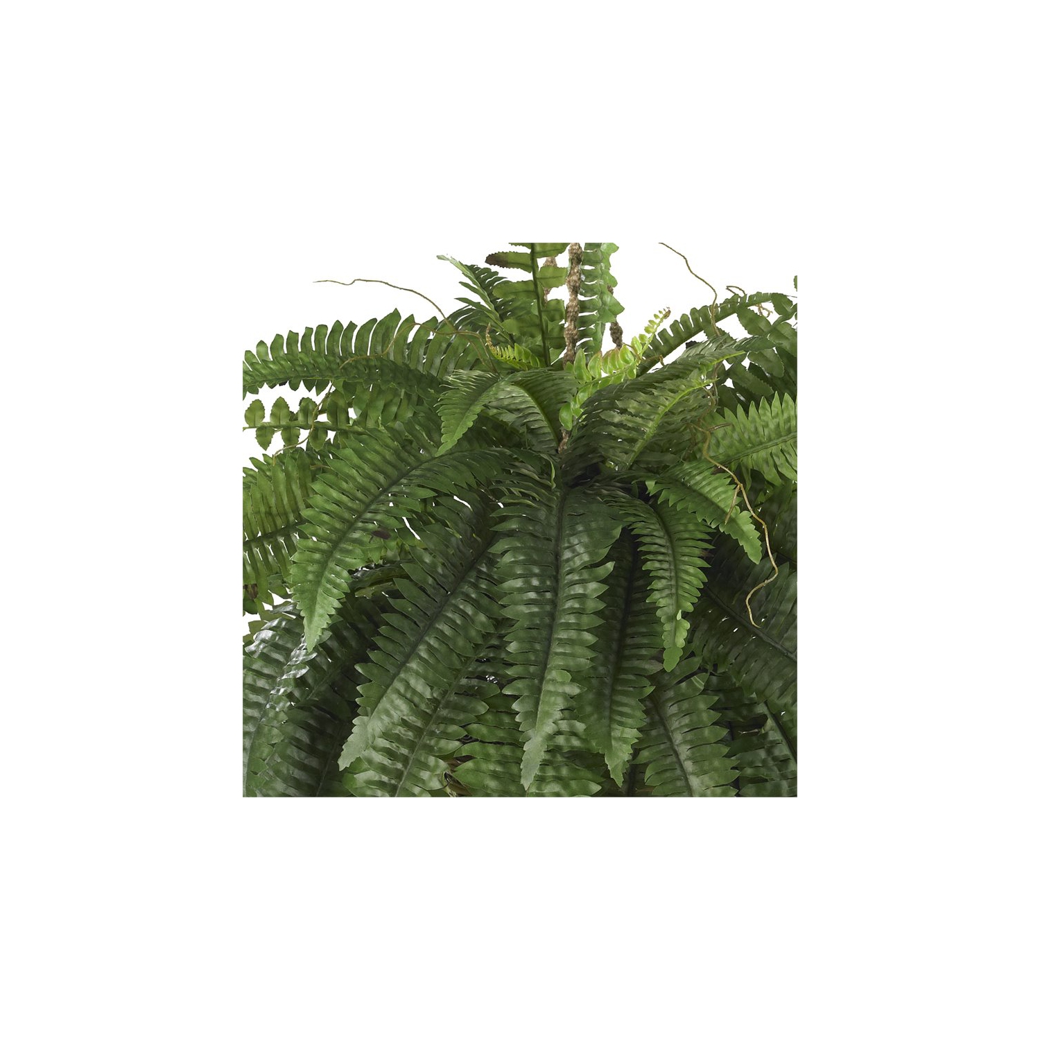 Large Boston Fern Hanging Basket