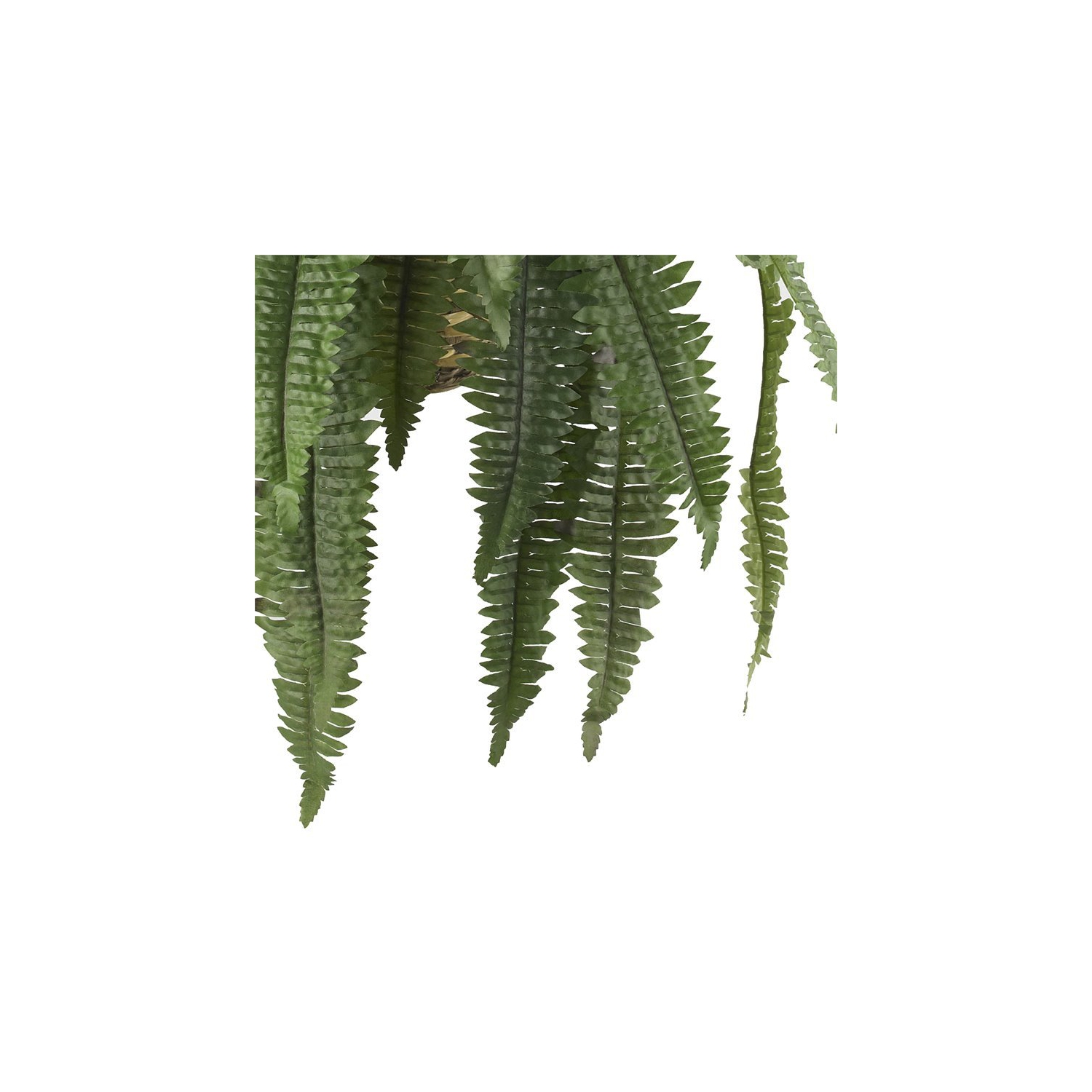 Large Boston Fern Hanging Basket