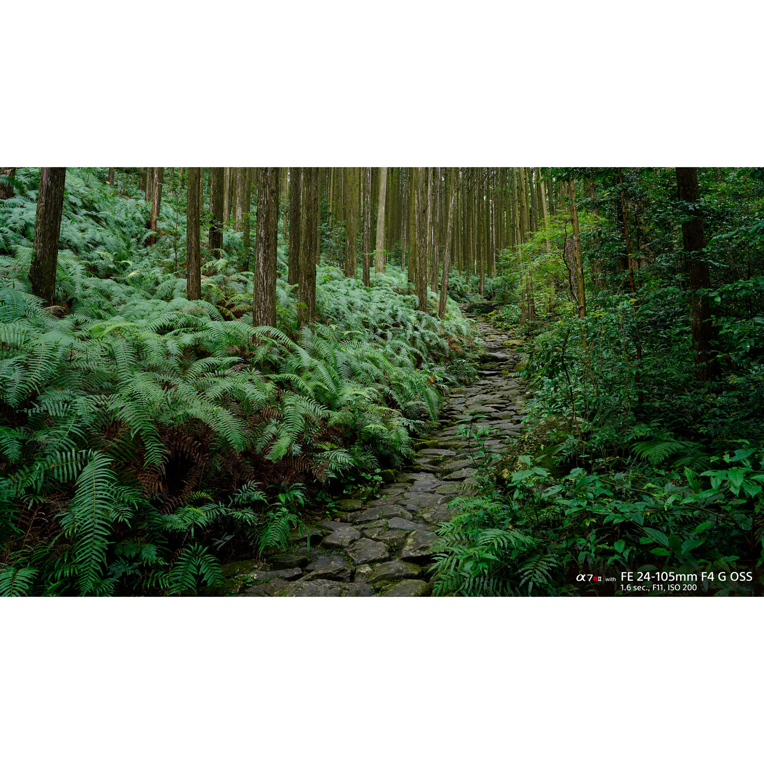 Téléobjectif grand-angle à zoom G OSS plein format à monture E FE 24-105 mm f/4 de Sony