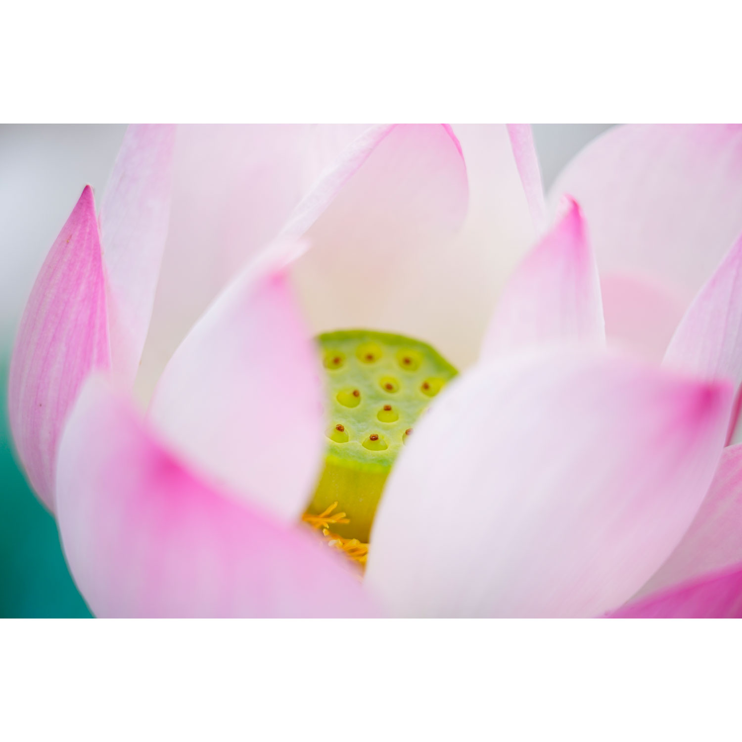 Téléobjectif grand-angle à zoom G OSS plein format à monture E FE 24-105 mm f/4 de Sony