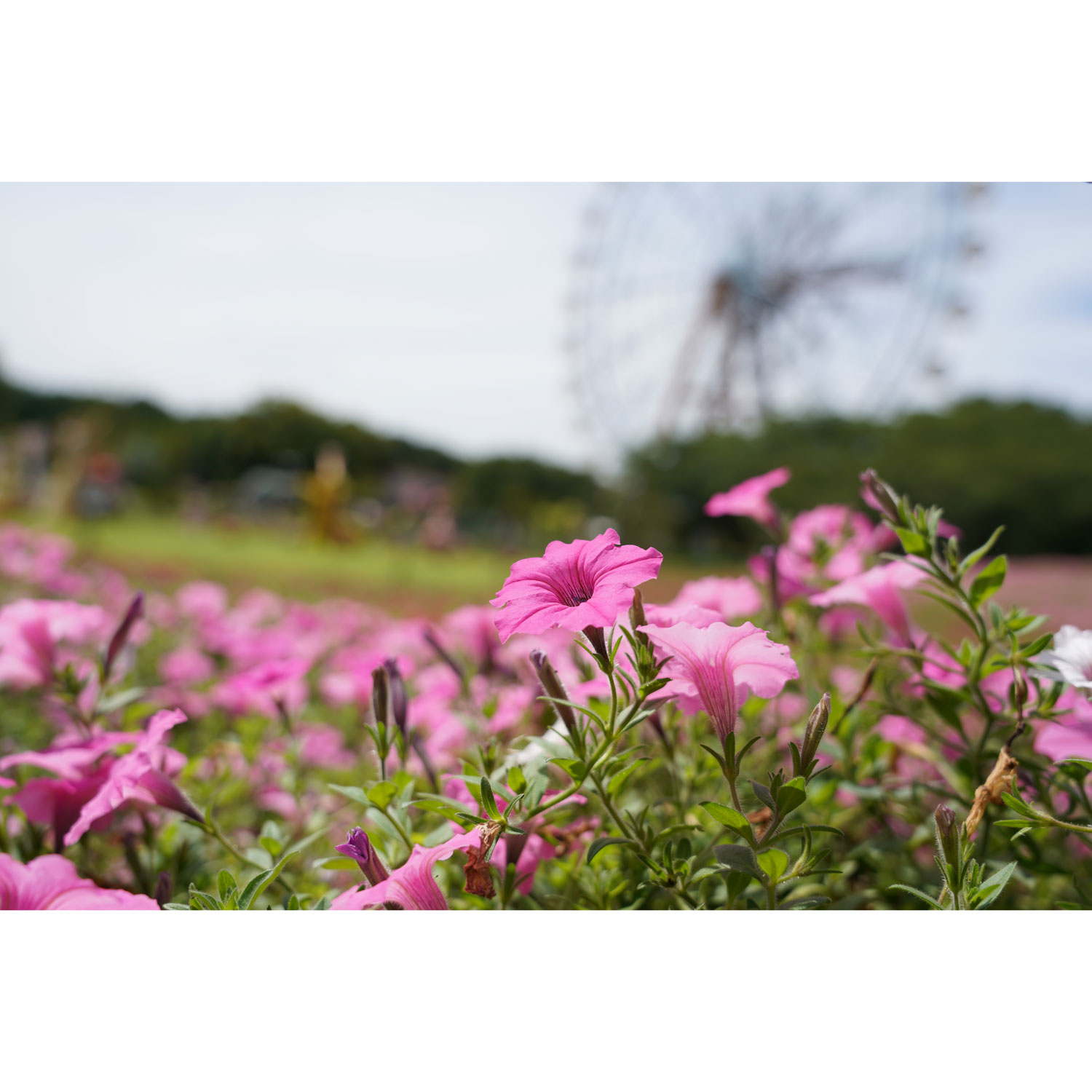 Téléobjectif grand-angle à zoom G OSS plein format à monture E FE 24-105 mm f/4 de Sony