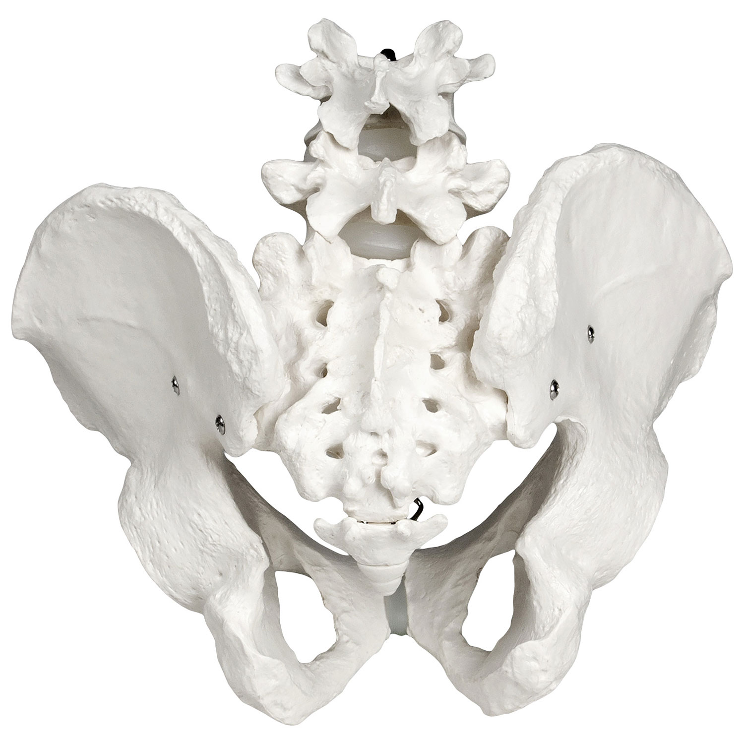Walter Products 25cm Male Pelvis Skeleton Model