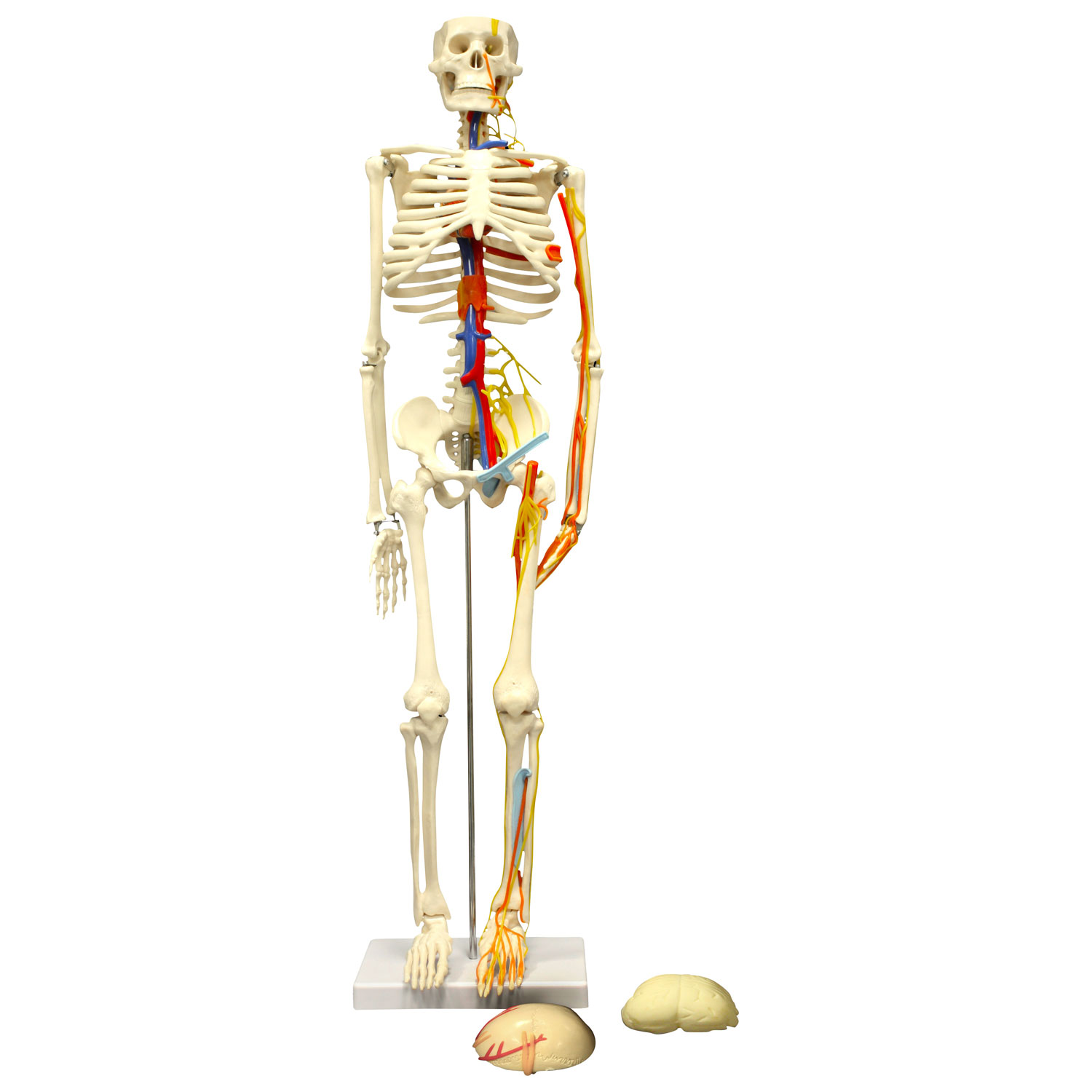 Modèle de squelette humain de 85 cm de Walter Products avec artères