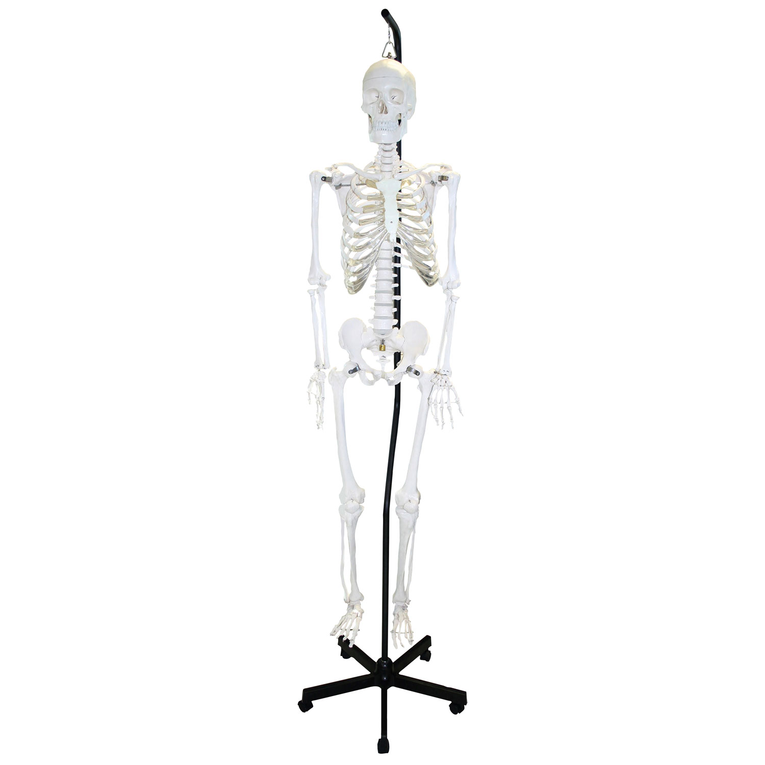 Modèle de squelette humain suspendu de 168 cm de Walter Products