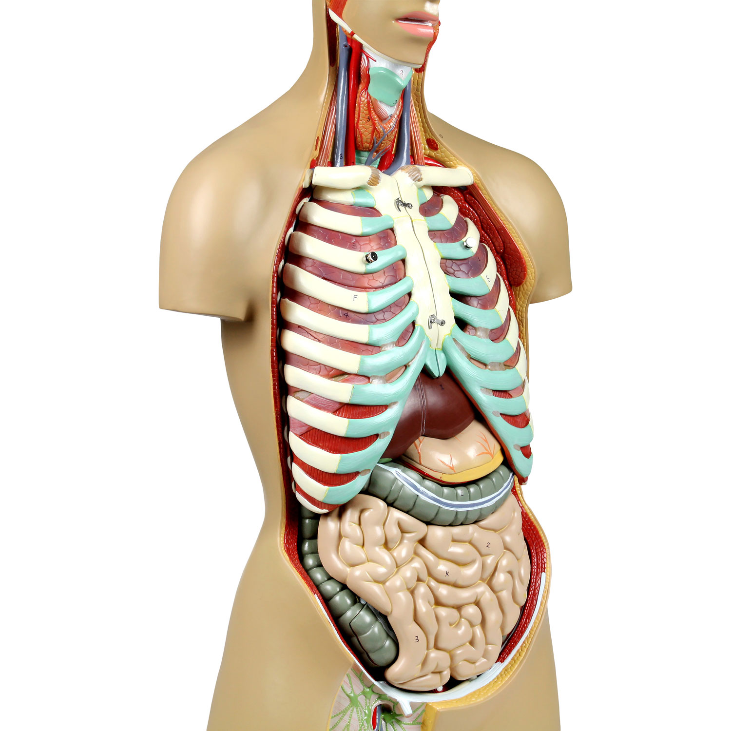 Modèle de torse humain de 81 cm de Walter Products - 17 pièces