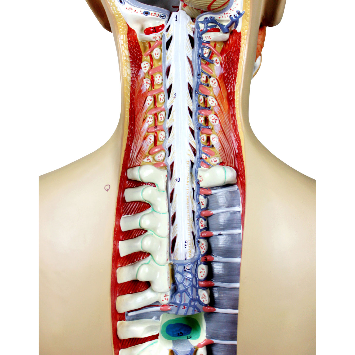 Modèle de torse humain de 81 cm de Walter Products - 17 pièces