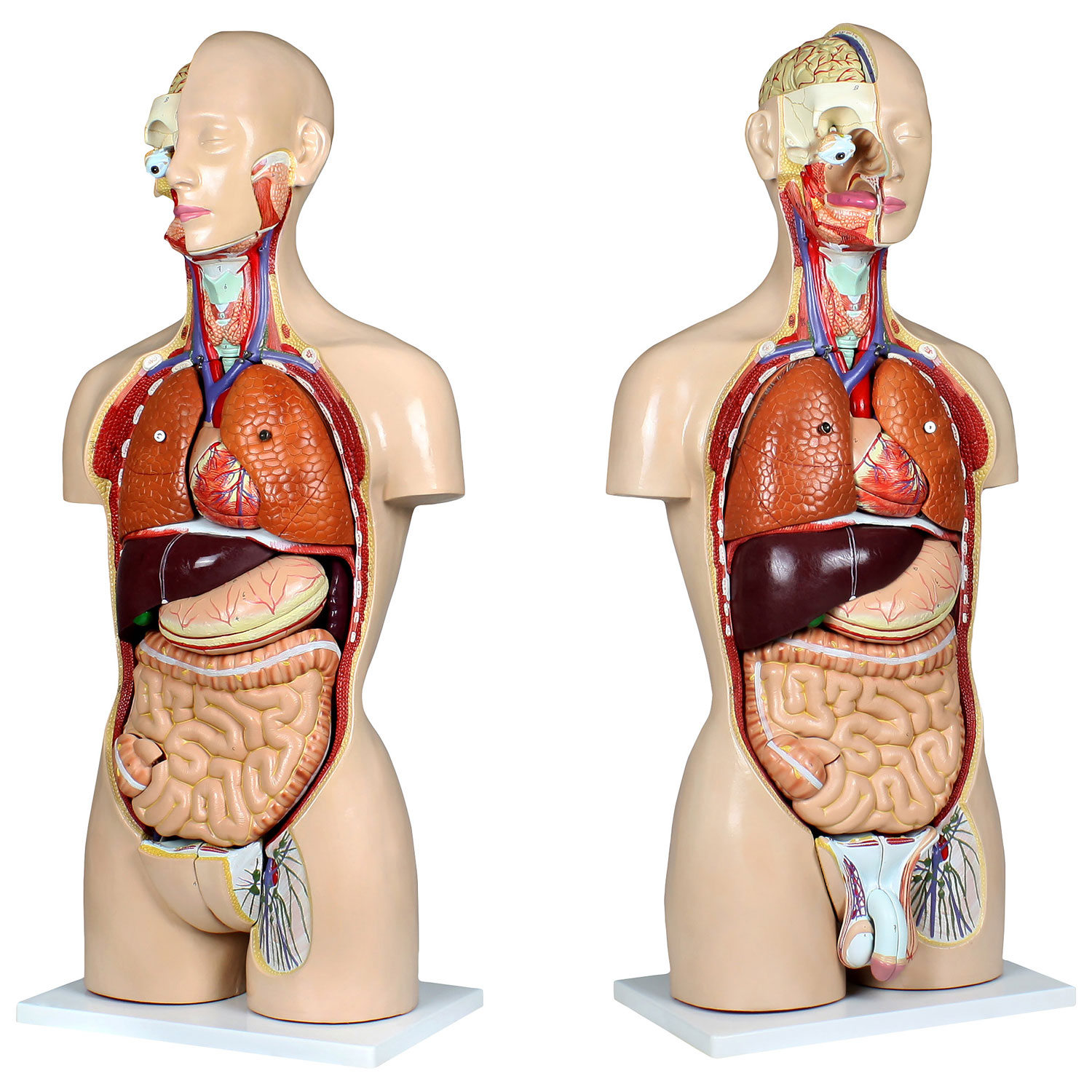 Modèle de torse humain de 85 cm de Walter Products - 27 pièces