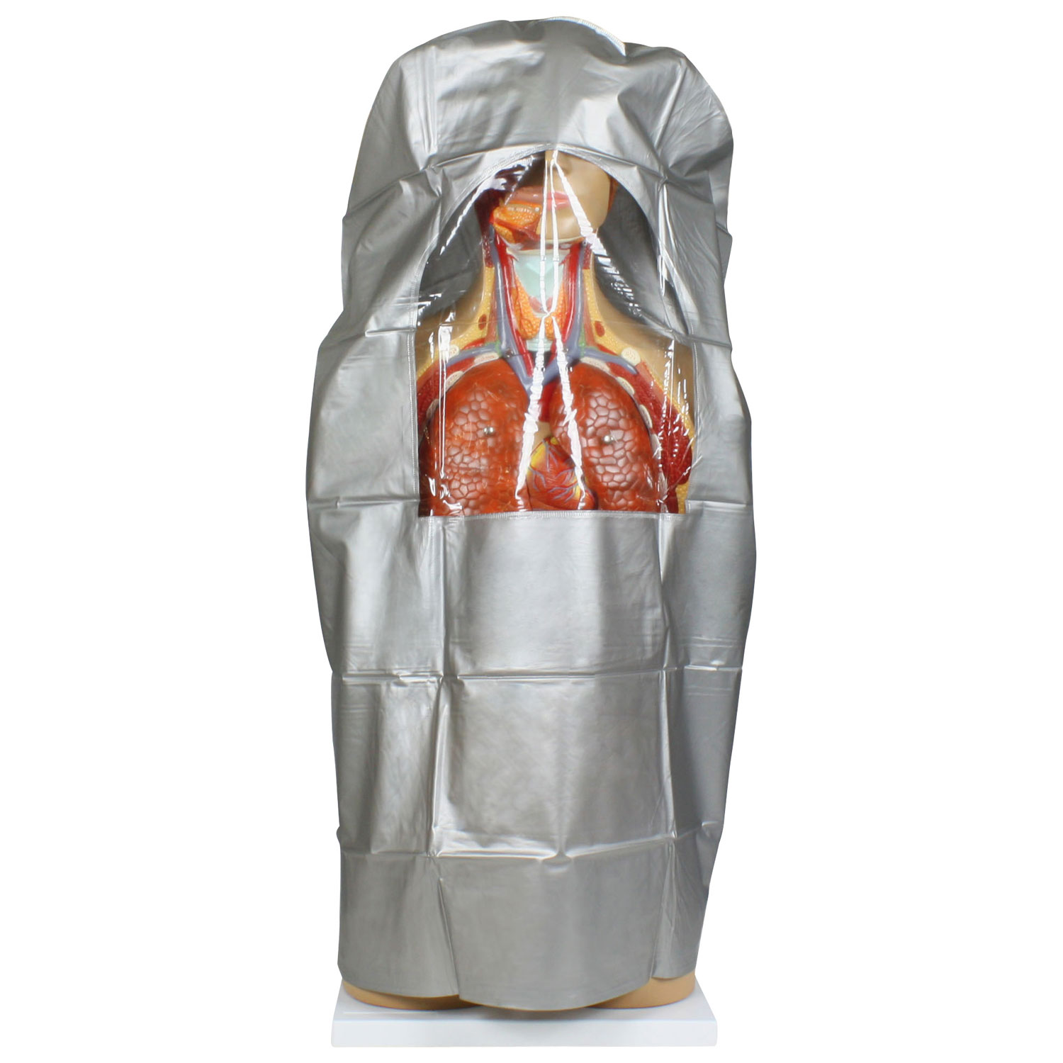 Modèle de torse humain de 85 cm de Walter Products - 27 pièces