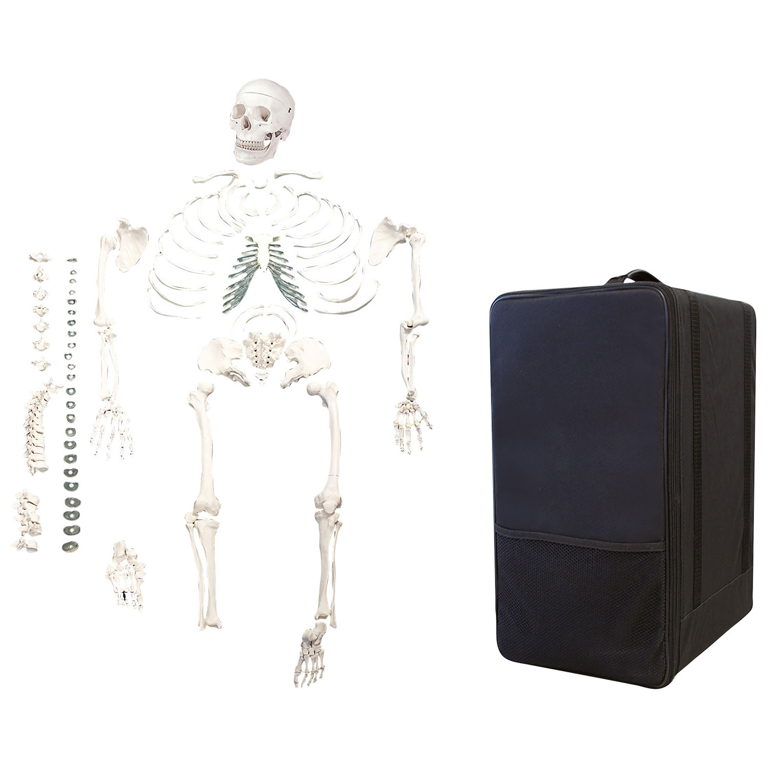 Walter Products 49cm Human Skeleton Model