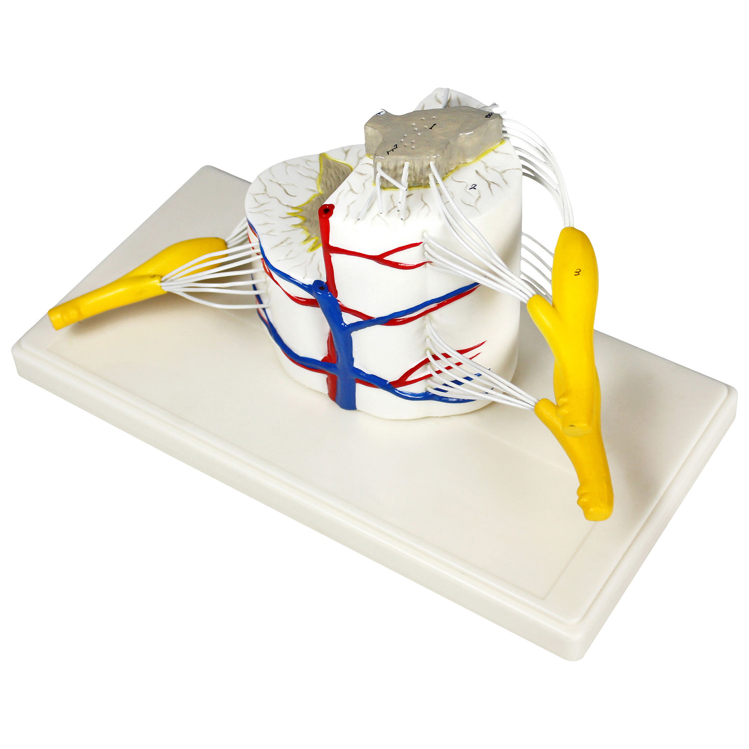 Modèle de colonne vertébrale de 28 cm de Walter Products