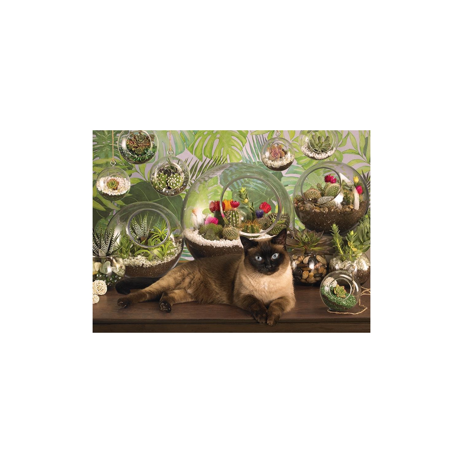 terrarium cat puzzle