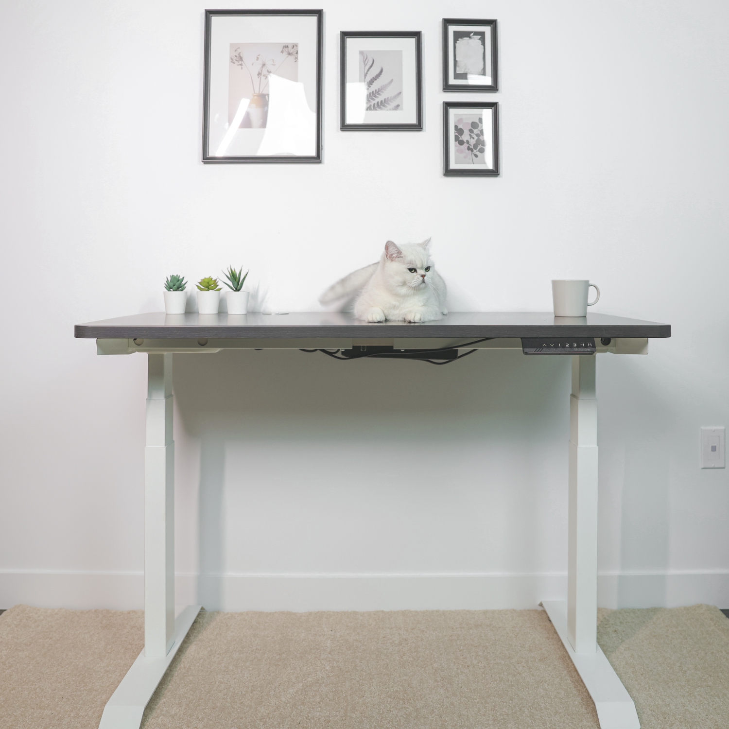 MotionGrey Height Adjustable German Electric Dual Motors Sit to Stand Computer Table Home and Office Standing Desk - White Frame with Tabletop