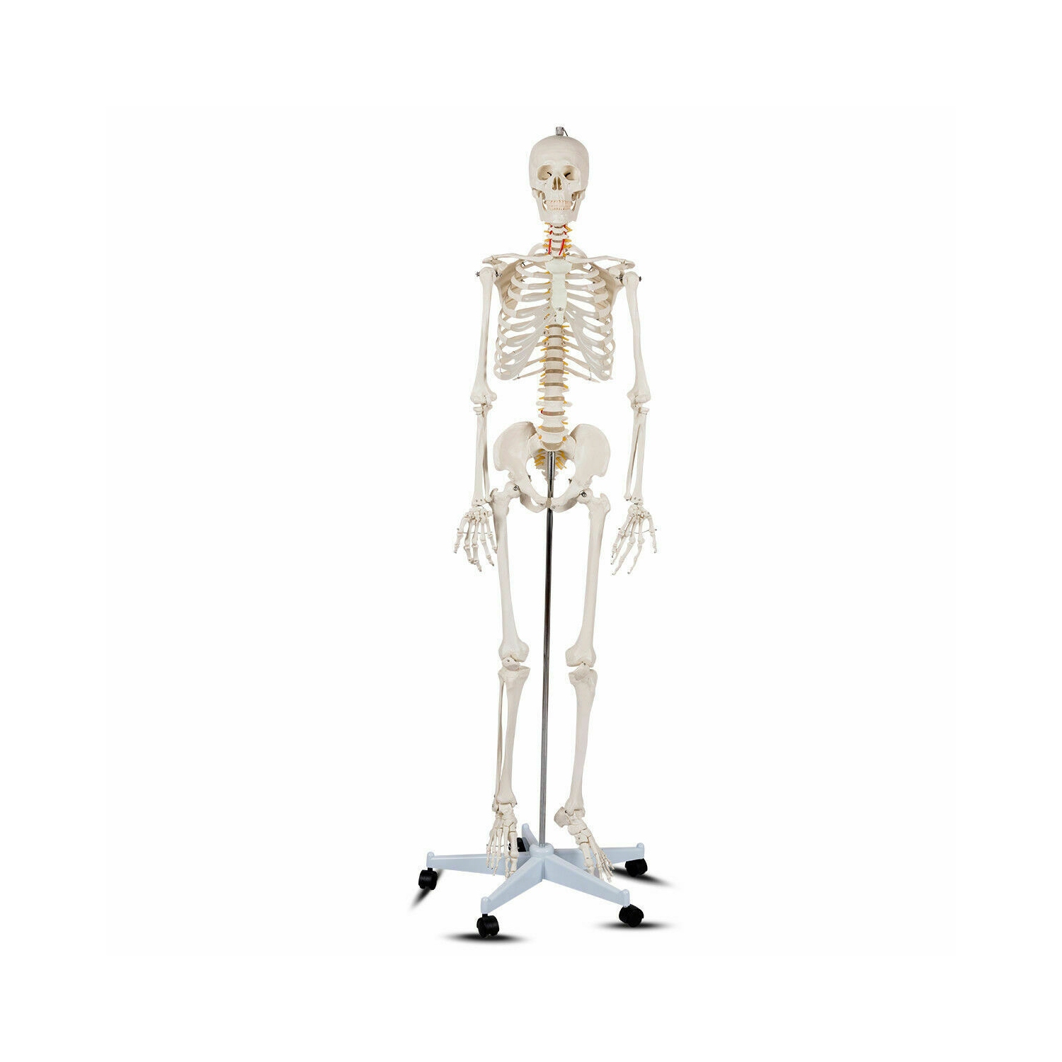 Costway 70.8'' Life-size Skeleton Model Medical School Human Anatomy Class W/Rolling Stand