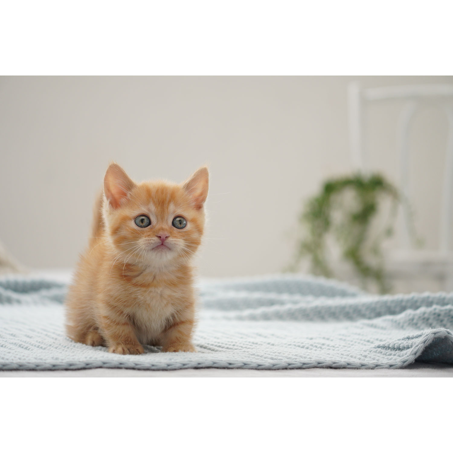 Téléobjectif à zoom de 5x G à monture E APS-C 70-350 mm f/4,5-6,3 de Sony