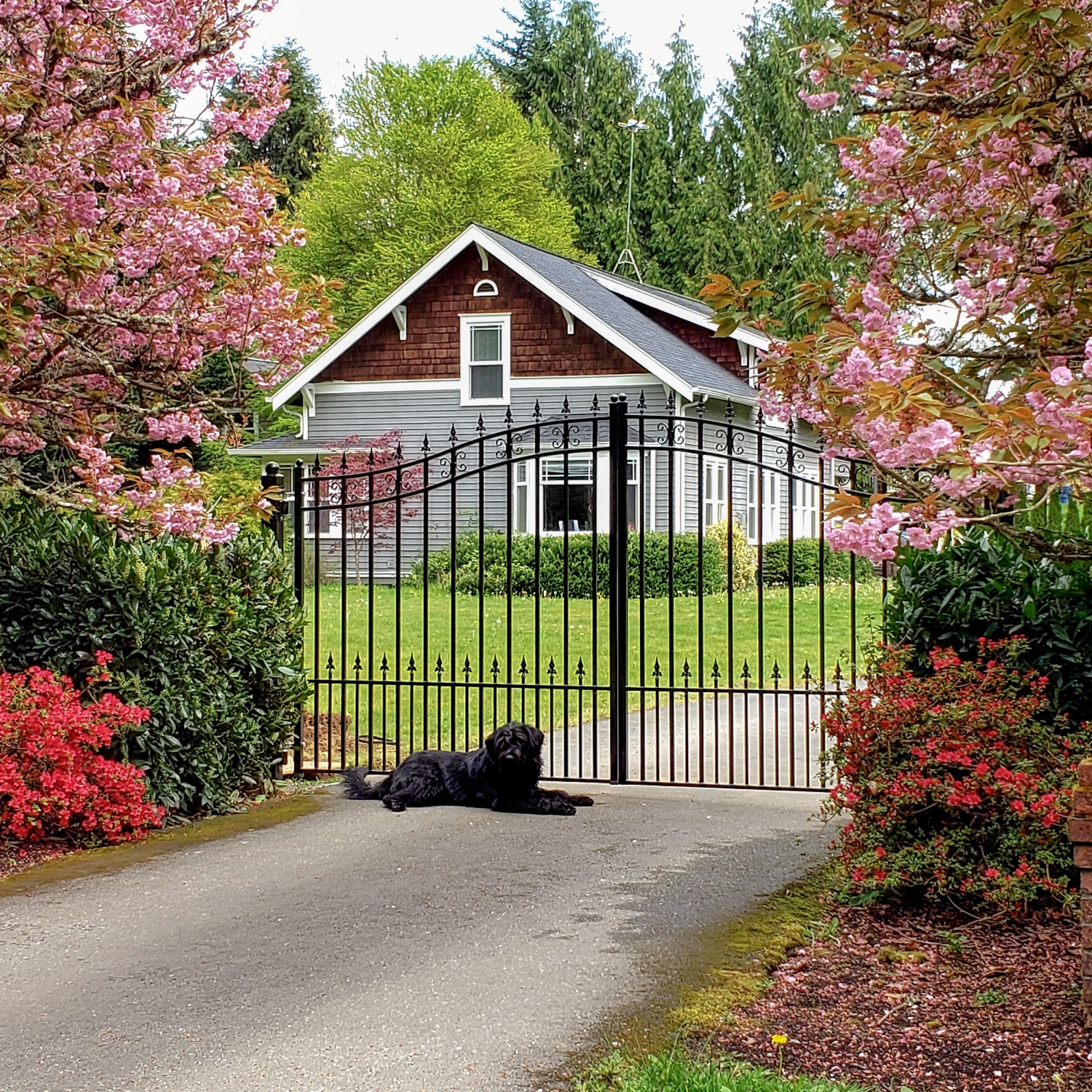 ALEKO DG18STPD St. Louis Style Iron Wrought Dual Driveway Gate 18'