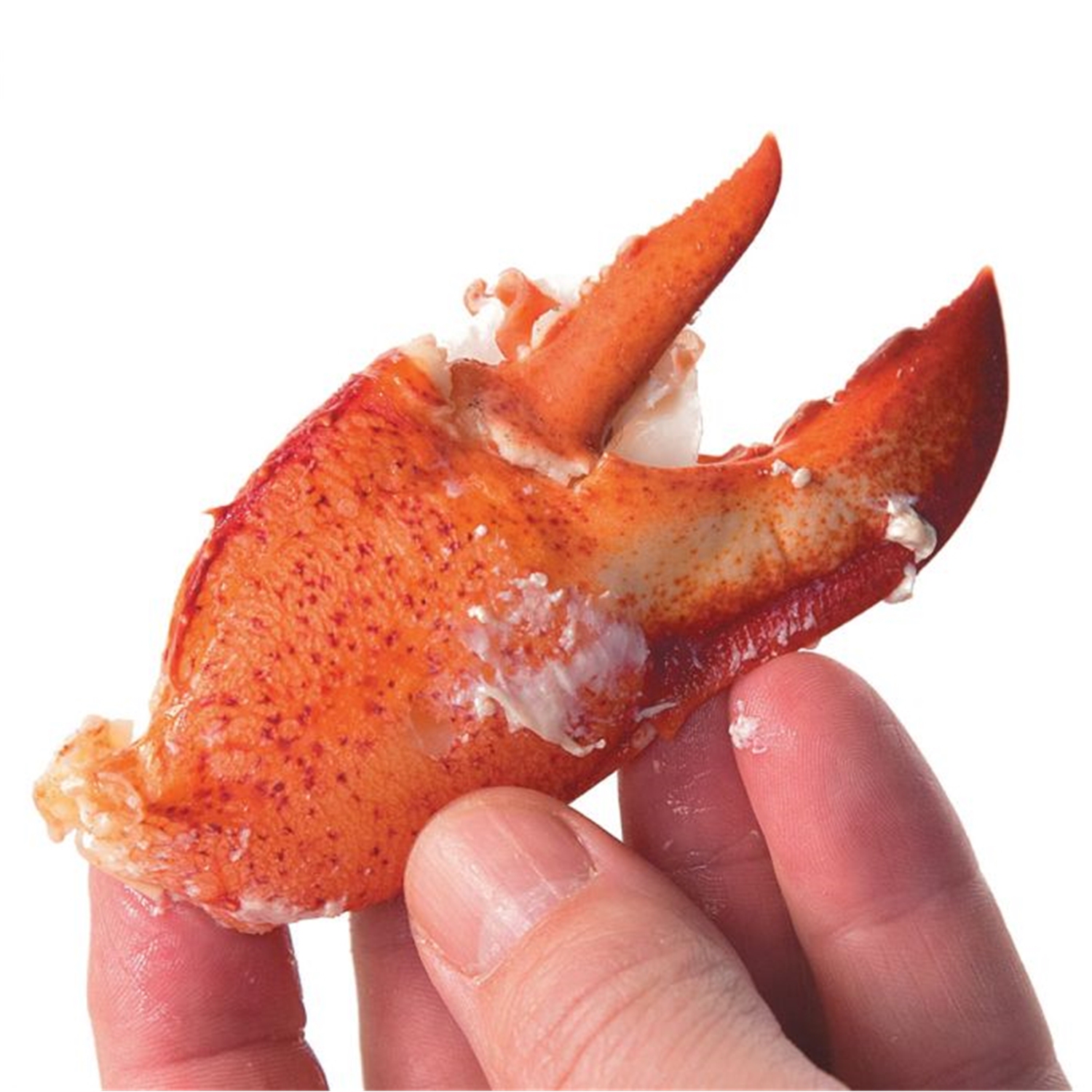 Starfrit - Ciseaux à Crustacés, Lames en Acier Inoxidable Détachables, Rouge