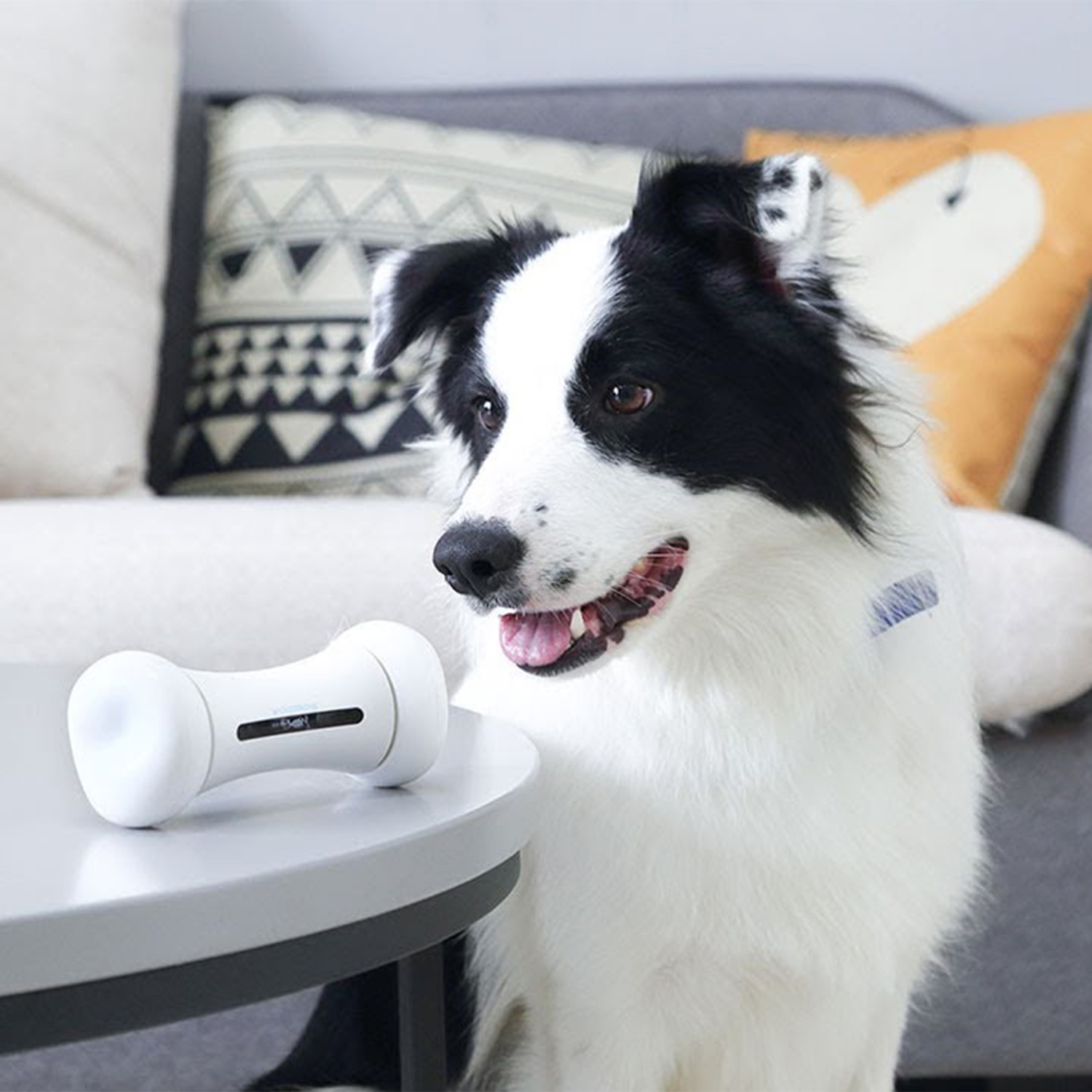 setting up clever dog