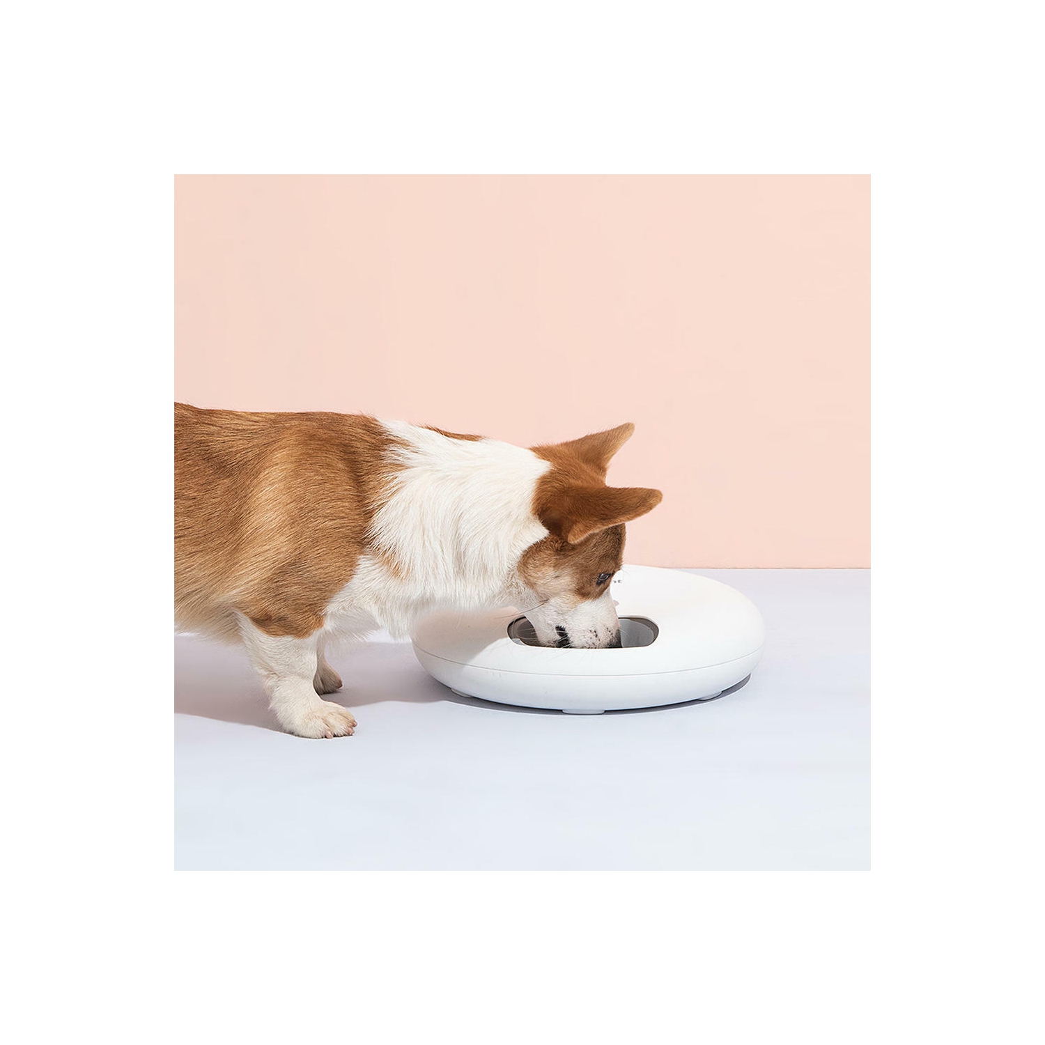 Automatic Cat Feeder with Timer, 6 Compartments BPA Free Dry Wet Food Dispenser for Cats and Small Dog Pet -LIVINGbasics