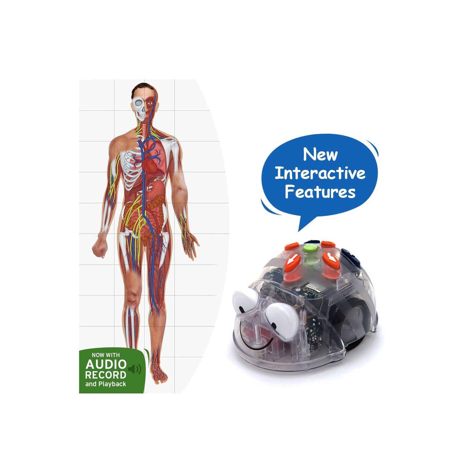 TTS Blue-Bot Bluetooth Programmable Floor Robot with Human Body Mat Bundle Learning Programming Concepts & Human Internal Organs Teaching Tool Coding