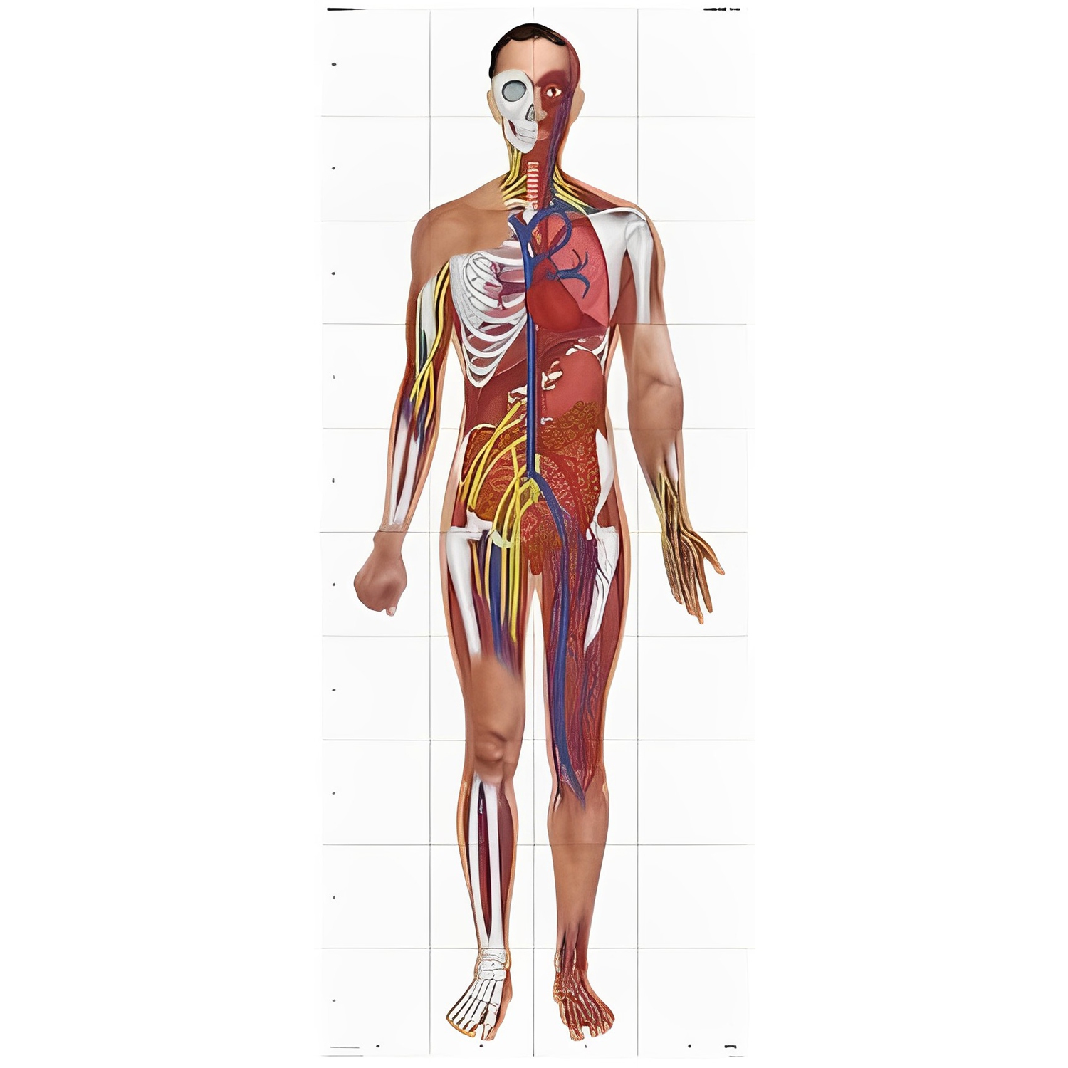 TTS Blue-Bot Bluetooth Programmable Floor Robot with Human Body Mat Bundle Learning Programming Concepts & Human Internal Organs Teaching Tool Coding