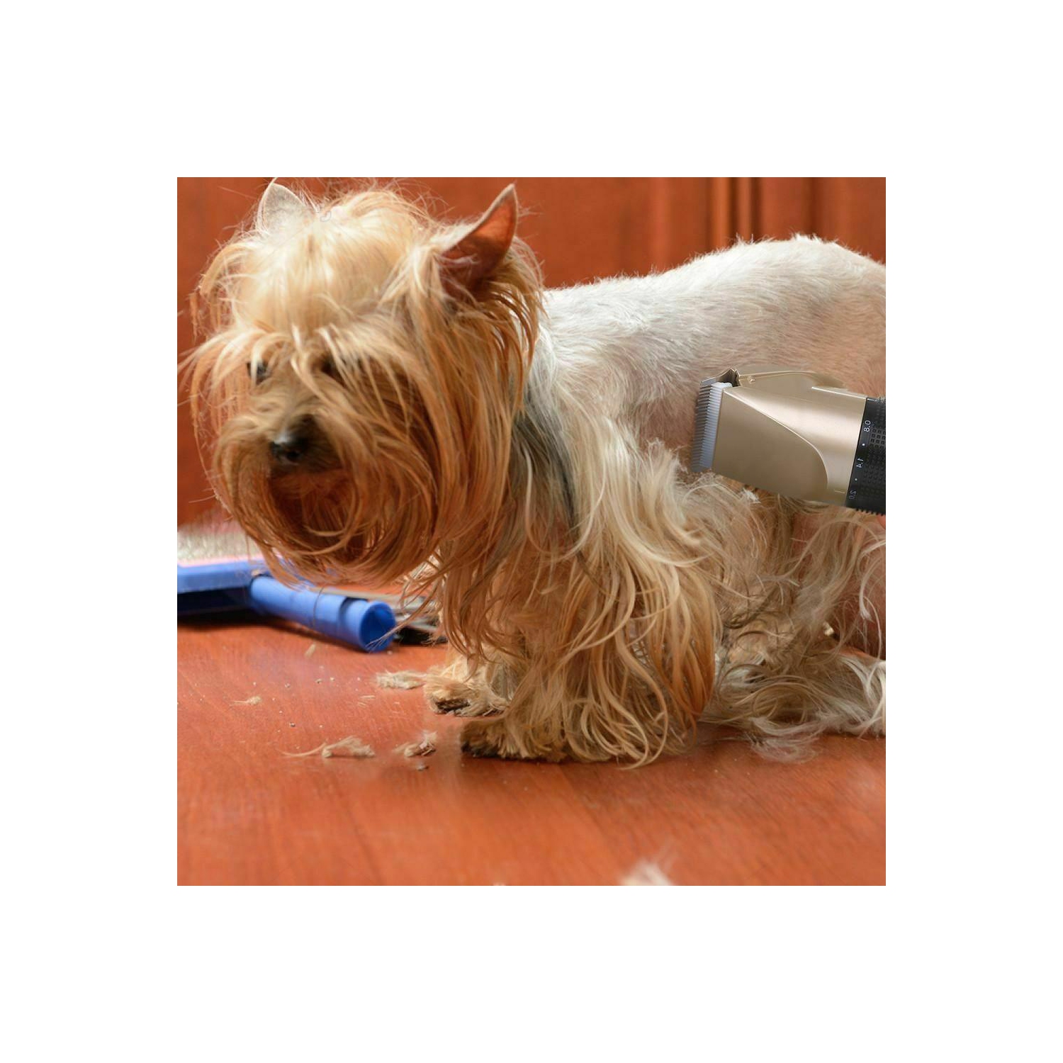 Tondeuse rechargeable pour poils d’animaux tondeuse compacte pour poils d’animaux