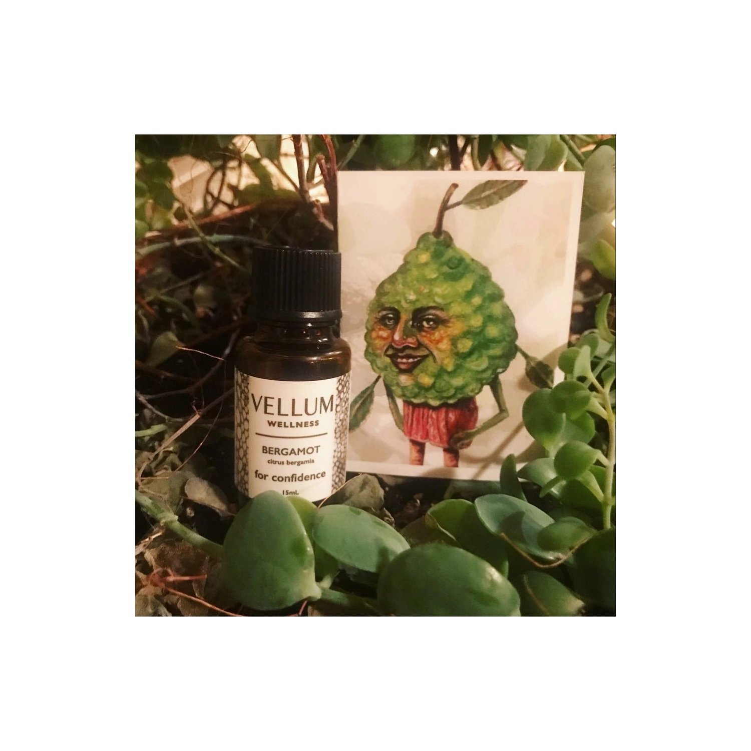 15 ml d'huile essentielle de Bergamot Vellum Wellness pour une utilisation dans un diffuseur d'arôme ou dans des soins naturels pour la peau