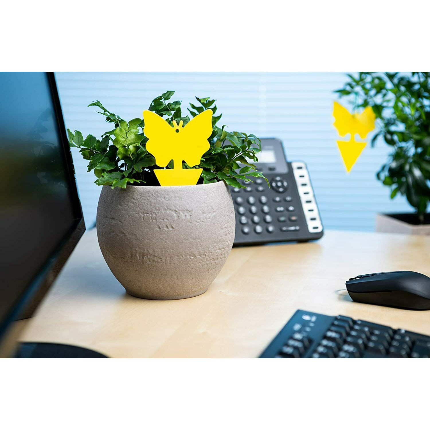 Nouveau paquet de 12 pièges collants jaunes, pièges à mouches aux fruits et pièges à jus pour l’intérieur et l’extérieur des États-Unis