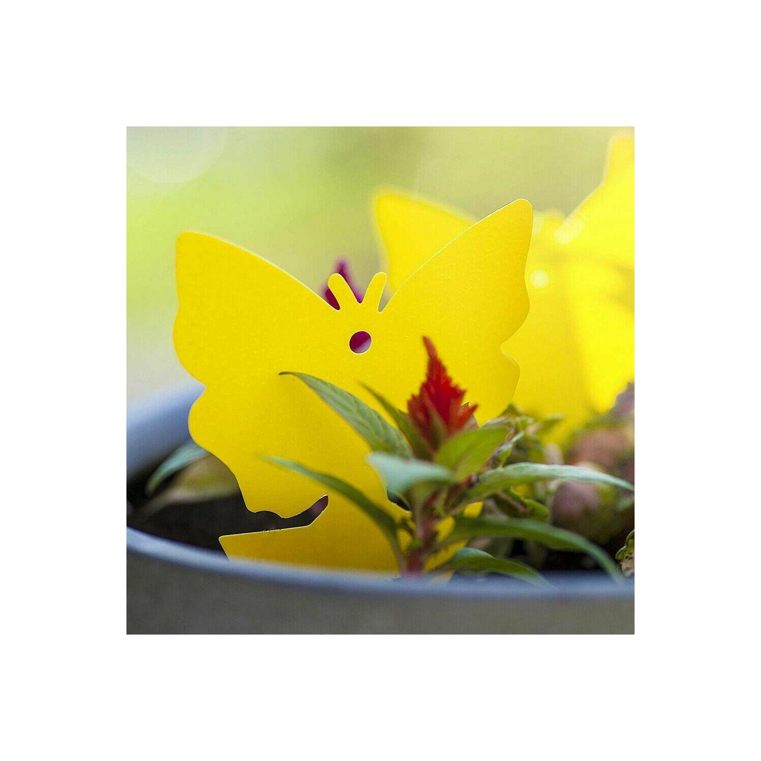 Nouveau paquet de 12 pièges collants jaunes, pièges à mouches aux fruits et pièges à jus pour l’intérieur et l’extérieur des États-Unis