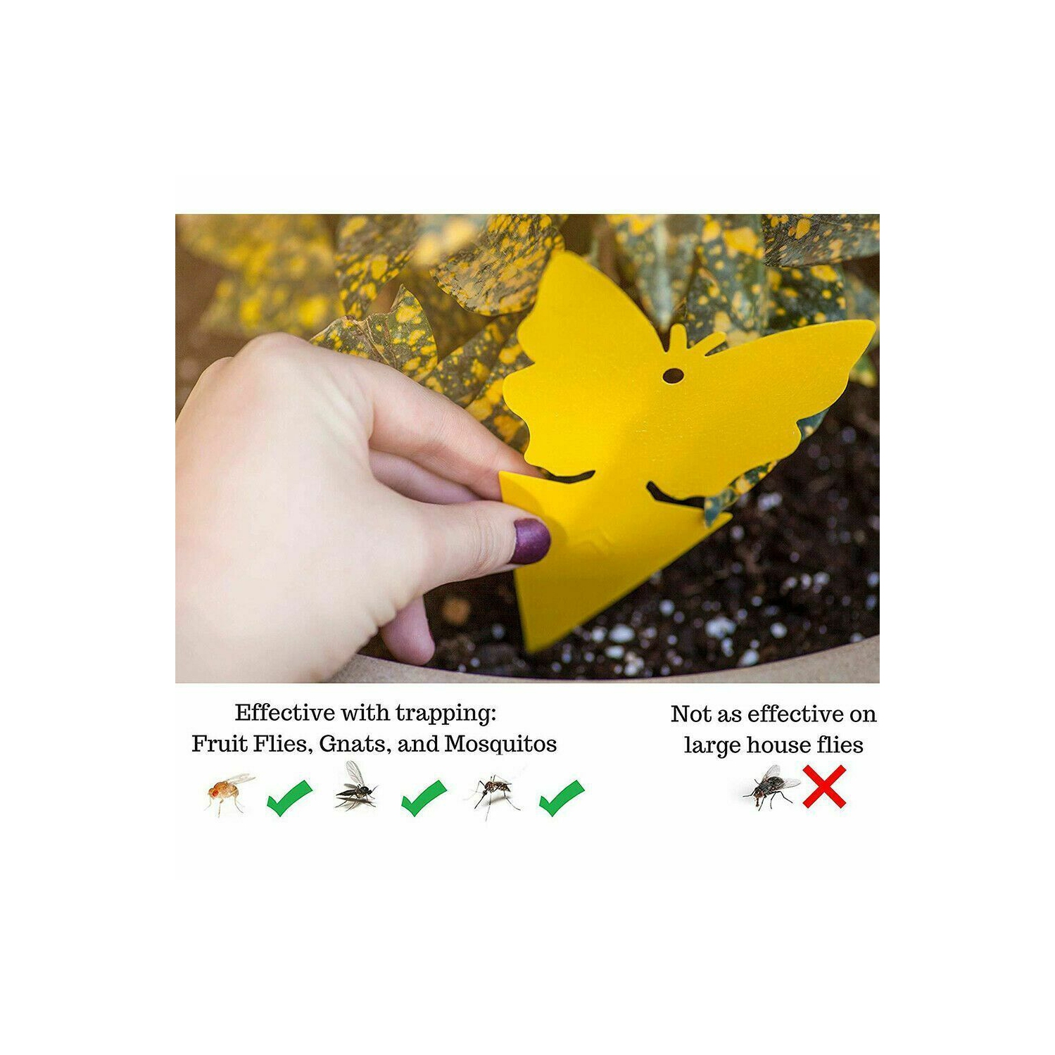Nouveau paquet de 12 pièges collants jaunes, pièges à mouches aux fruits et pièges à jus pour l’intérieur et l’extérieur des États-Unis